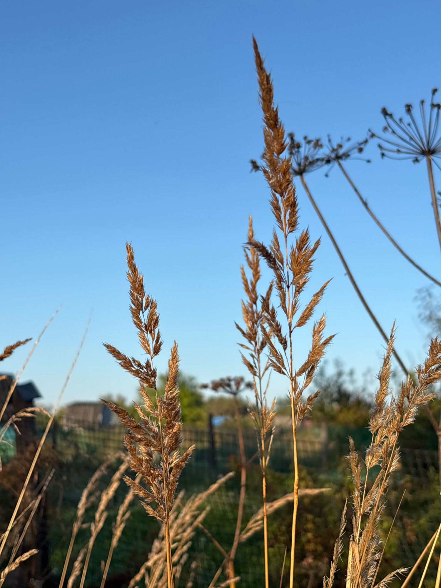The image shows a close-up of dry grass stalks against a clear blue sky. In the background, blurred out, is a rural landscape with a wooden structure and some trees. The scene appears to be a field or meadow in Семибратово, Russia, likely during the late afternoon or early morning given the warm lighting on the grass. There are no people or animals visible in the image. The focus is on the texture and detail of the dry vegetation.