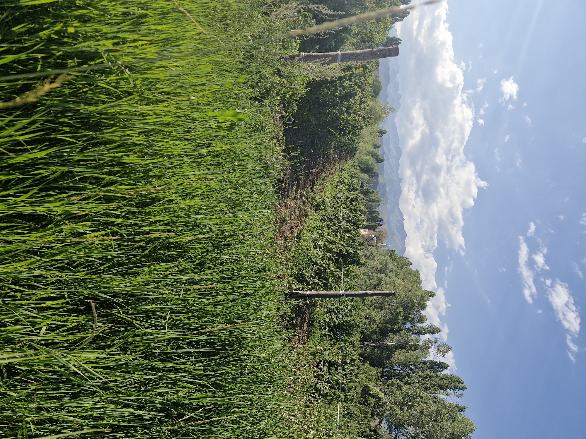 The image shows a rural landscape in the city of Bulan-Segettu, Kyrgyzstan. In the foreground, tall green grass is in sharp focus, obscuring the ground. Behind the grass, a dirt path or road leads into the distance. On either side of the path are rows of green bushes, likely crops or cultivated plants. Two wooden fence posts with wire are visible, one on the left and one on the right of the path, marking a boundary. Beyond the cultivated area, a dense line of tall trees forms a backdrop. In the far distance, a range of hazy mountains can be seen under a bright blue sky with scattered white clouds. The lighting suggests it is daytime, likely late afternoon due to the warm tones. There are no people or animals visible in the scene.
