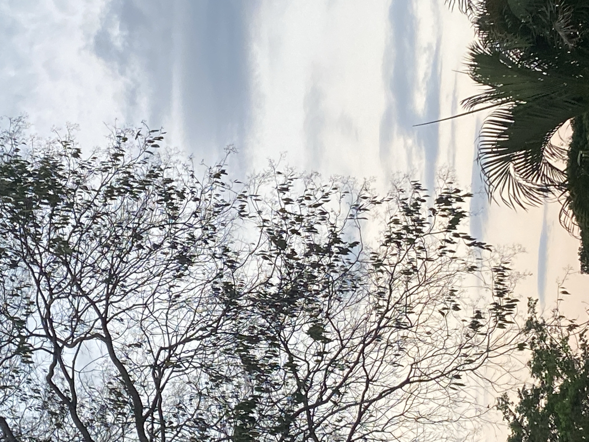 The photograph, taken outdoors in Tinaquillo, Venezuela, depicts a cloudy sky partially obscured by trees. The foreground is dominated by the silhouette of a large deciduous tree with bare branches and a few remaining leaves, primarily on the left side of the frame. To the right, a palm tree with visible fronds is partially visible, and a smaller, more densely foliated tree is at the lower right corner. The background features a gray and white sky with overcast conditions. No people are visible.