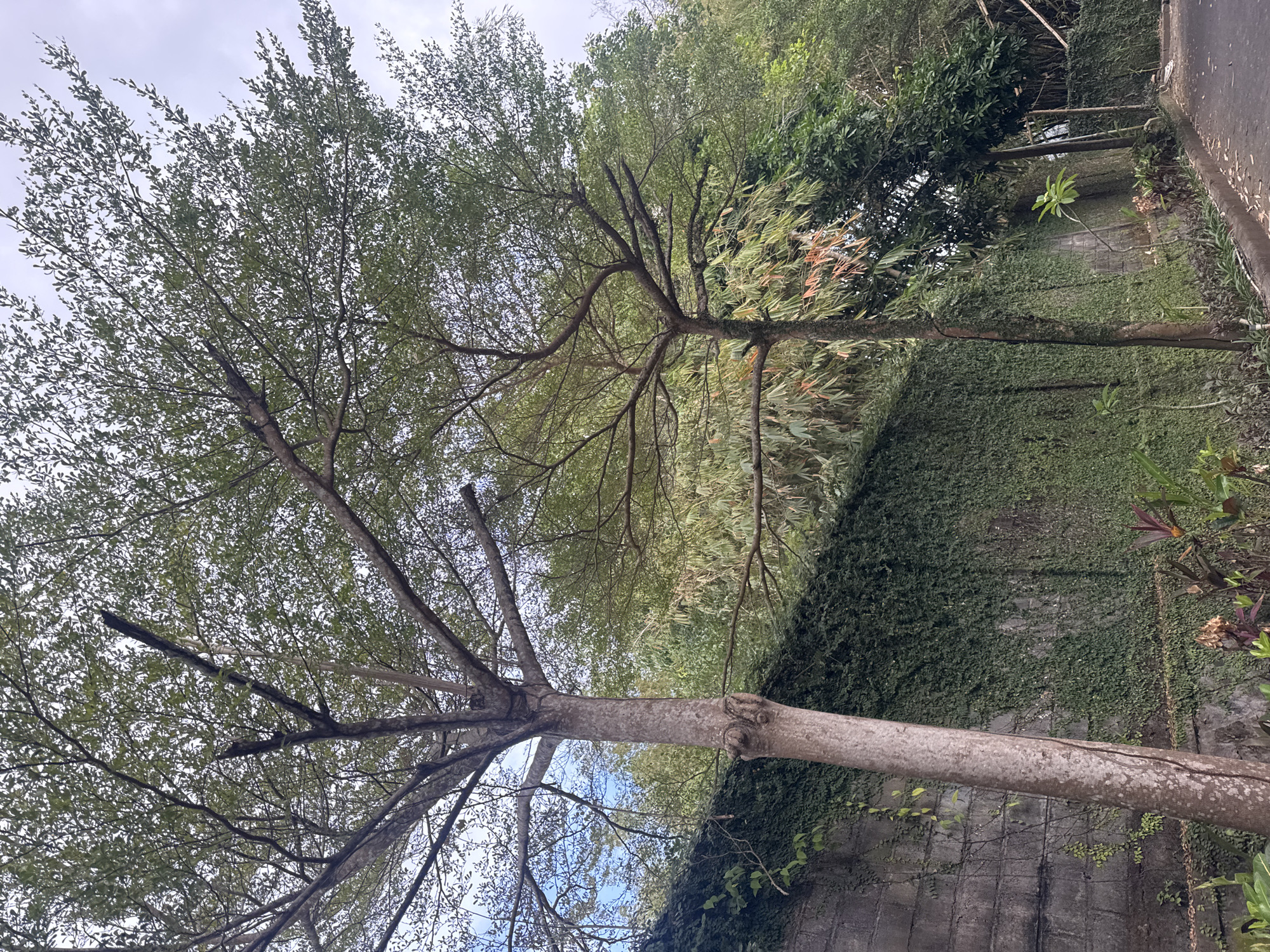 This image depicts an outdoor scene likely in Kuta Selatan, Indonesia, featuring a paved road bordering a dense wall covered in green ivy. Two trees with slender trunks and a profusion of small green leaves dominate the foreground. The tree on the left is larger and closer to the viewer, its trunk showing a textured bark and some visible knot-like protrusions. The tree on the right is thinner and positioned further back. Behind the ivy-covered wall, a dense growth of bamboo and other lush green foliage is visible, suggesting a tropical environment. The sky above is overcast with a pale, diffused light. The scene is devoid of any people or animals.
