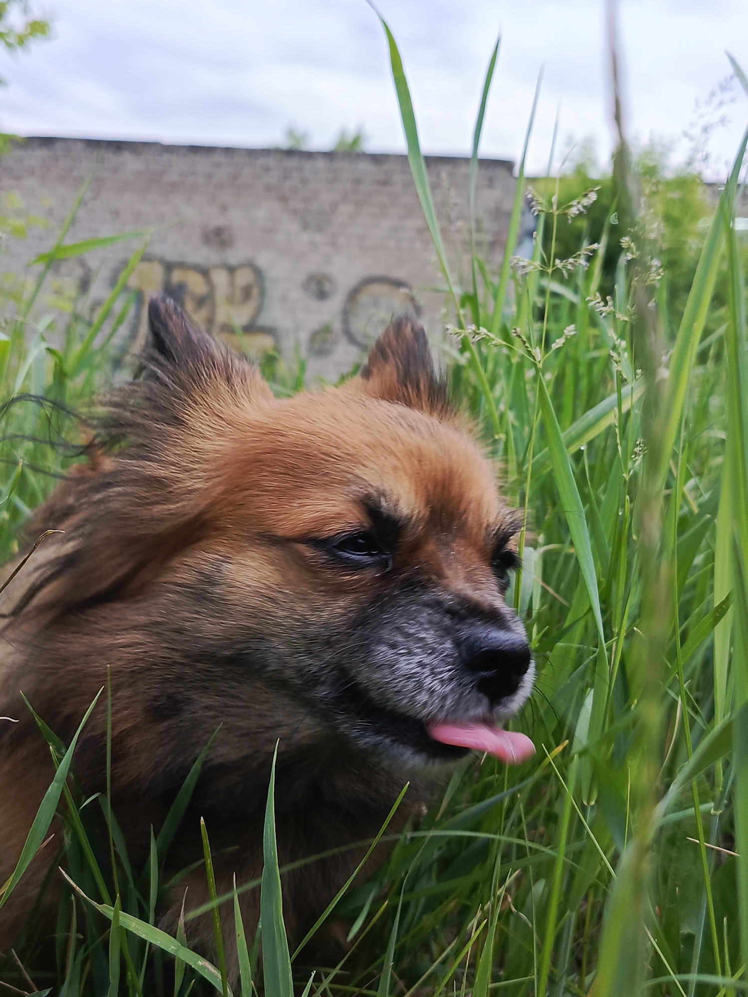 A close-up, vertical portrait shows a small, fluffy dog, possibly a Pomeranian, with reddish-brown and dark brown fur, nestled in tall, vibrant green grass. The dog's head is positioned slightly to the left of the frame, with its face looking towards the right. Its eyes are partially closed, and its pink tongue is playfully sticking out from the side of its mouth, conveying a relaxed or whimsical expression. The fur around its ears and face appears somewhat windblown.
The foreground and midground are filled with sharply focused blades of green grass, some adorned with small white seed heads, creating a natural, verdant environment around the animal. In the background, a weathered concrete wall stretches across the upper half of the image, featuring faint, light-colored graffiti that is largely illegible, though some shapes resembling letters like "DP" or "P" can be vaguely discerned. Above the wall, a soft, cloudy sky is visible, suggesting an overcast day. The lighting is diffused, illuminating the scene gently. The image captures a moment of playful tranquility in an overgrown outdoor setting in Chaikovsky, Russia.