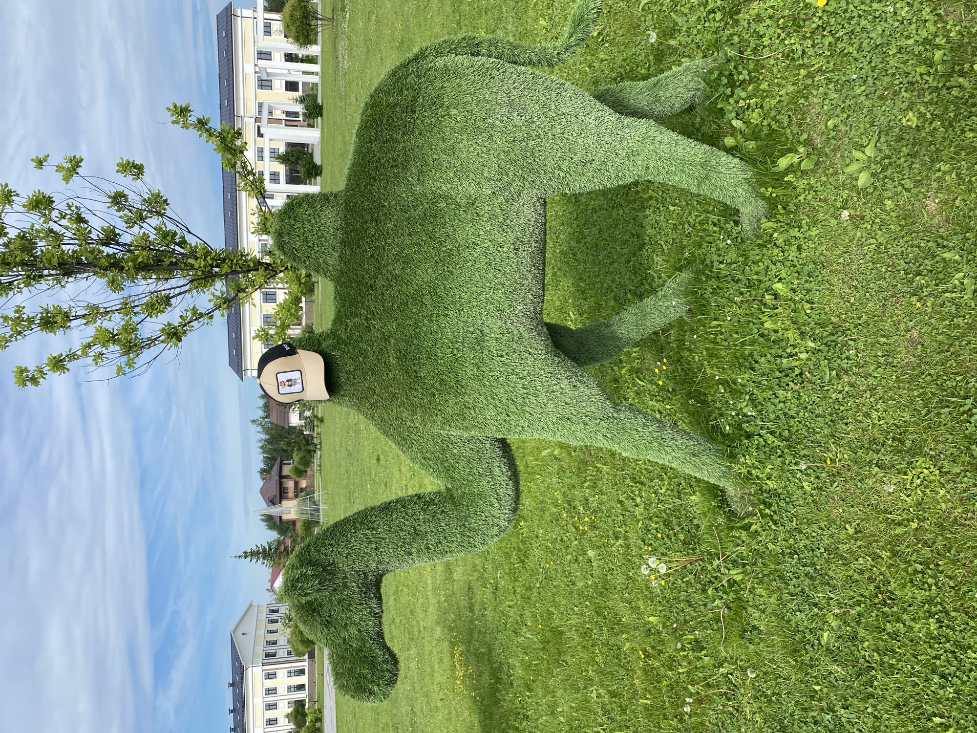 A large, animal-shaped topiary sculpture, covered in vibrant green artificial grass, dominates the foreground of the image. The sculpture appears to be a quadruped, possibly resembling a dog or bear, standing on four legs with a distinct body and head. A light-colored (khaki or tan) baseball cap is perched on the head of the topiary. The cap features a small, square white patch on its front, displaying a cartoonish illustration of what appears to be an animal, possibly a dog, wearing headwear.
Behind the topiary, a small, leafy tree with green foliage stands. In the midground and background, several multi-story buildings, primarily light-colored with dark roofs and numerous windows, line the edge of a vast, well-maintained green lawn. The buildings suggest a residential or park-like setting. The sky above is bright blue with scattered white, wispy clouds, indicating clear or partly cloudy weather during daytime. The ground around the sculpture and buildings is covered in natural green grass, with some dandelions and other small plants visible. The scene depicts a sunny day in an outdoor, landscaped area, located in Tyumen, Russia.