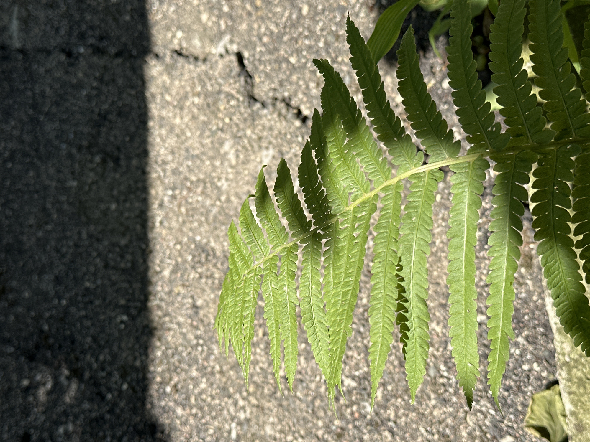 A close-up, upward-angle shot focuses on a vibrant green fern frond, its delicate leaflets serrated along the edges. The frond is positioned diagonally across the frame, extending from the bottom left towards the top right. Behind the fern, a textured surface of cracked, grey asphalt is visible, with dappled sunlight casting shadows. The background is a dark, out-of-focus area, likely a wall or structure. The scene appears to be outdoors, possibly in a park or garden setting within Yessentuki, Russia, given the presence of paved surfaces and vegetation. No people or animals are present in the image.