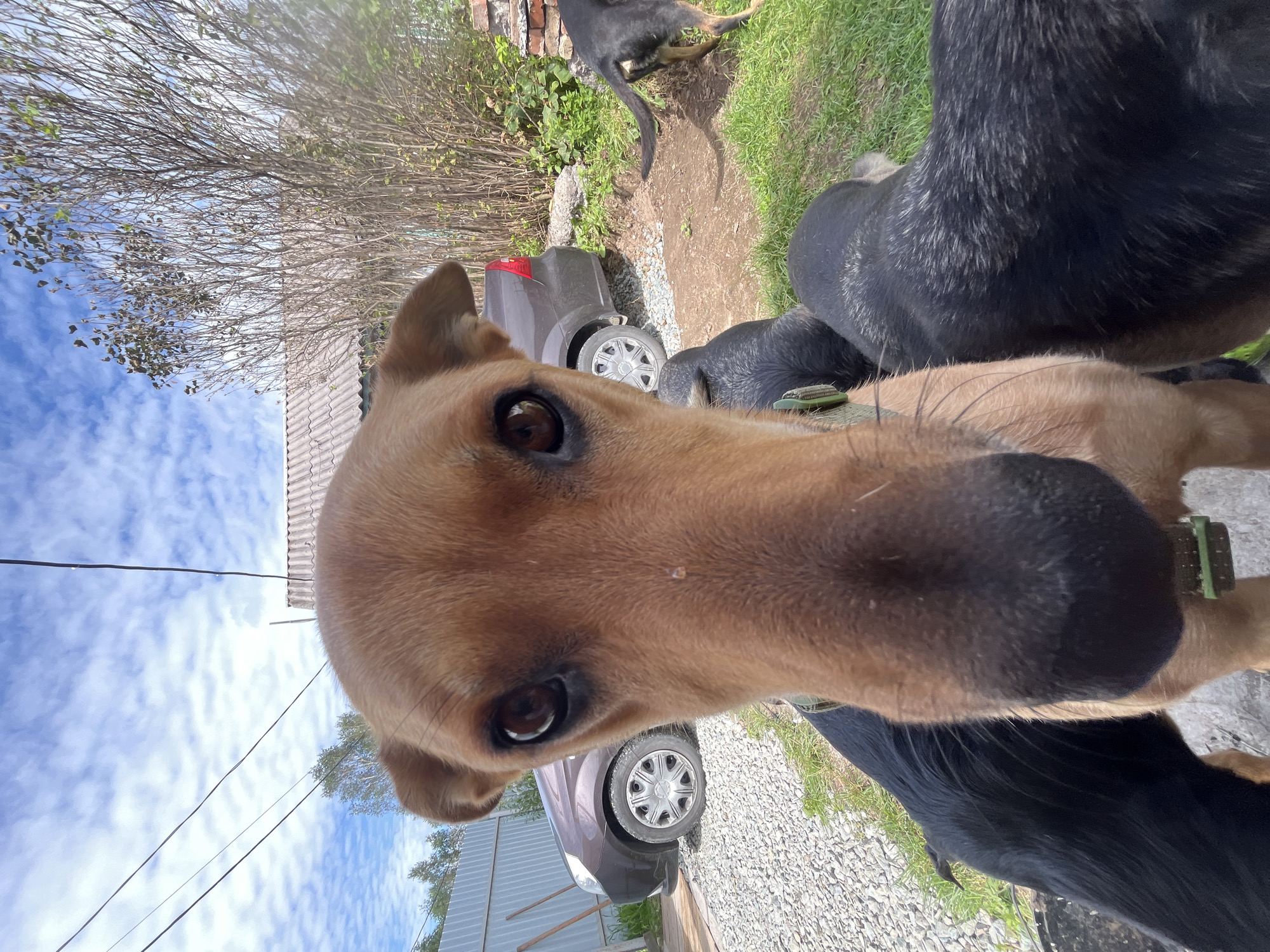 A close-up, distorted fisheye perspective shot captures a tan dog's face filling the majority of the frame. Its dark brown eyes are wide and attentive, directed straight at the camera. The dog has prominent ears that are perked up, and its snout is extended towards the lens. Partially visible in the foreground and background are other dogs, mostly black, some of their bodies obscured by the dominant tan dog. In the background, a dark brown car is parked on a gravel surface, with a metal fence to its left. Beyond the car, a simple house with a corrugated roof and a dense, leafless tree with branches create the backdrop. The sky above is partly cloudy, with a mix of blue and white formations. The scene appears to be an outdoor residential area in Nizhny Tagil, Russia, likely a yard or a driveway, given the presence of domestic animals and residential structures.