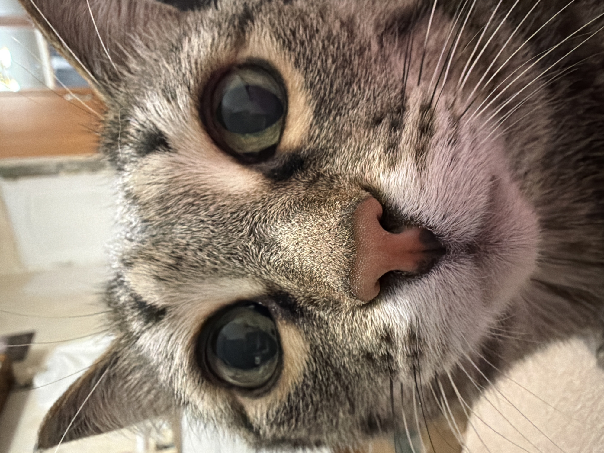 A close-up, high-angle shot focuses on a tabby cat's face. The cat has green eyes, a pink nose, and numerous white whiskers. The background is indistinct. There is no evidence to suggest this image was taken in Izhevsk, Russia.