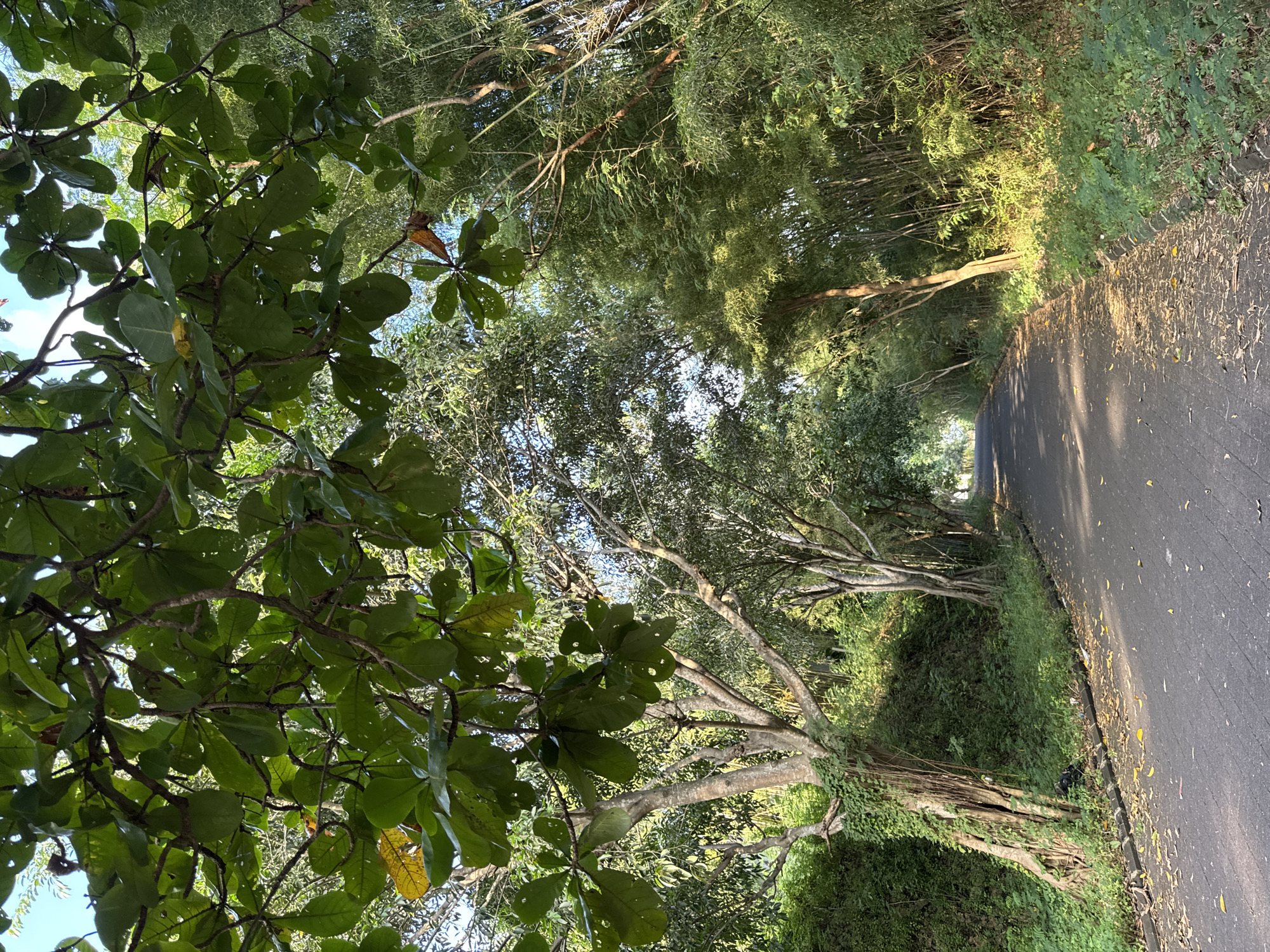 The image shows a road in Kuta Selatan, Indonesia. The road is asphalt and appears to be lightly traveled. It is lined with trees and dense vegetation, creating a tunnel-like effect. Some of the trees have large, distinctive leaves. The lighting suggests it is either early morning or late afternoon. There are leaves scattered on the road surface. No people, subjects or interactions are visible.