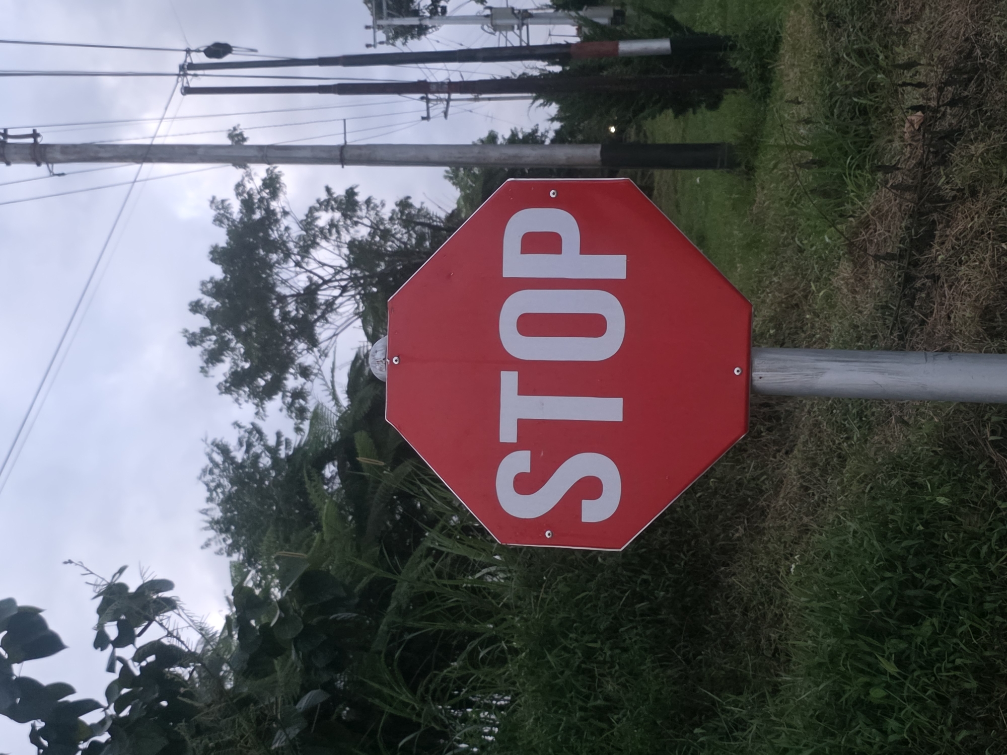 A red octagonal stop sign with white lettering spelling "STOP" is positioned in the foreground of the image. The sign is mounted on a metal pole. Behind the stop sign, lush green vegetation and trees are visible on the left side. On the right side, there are utility poles with wires and some smaller trees or bushes. The sky is overcast and appears to be twilight or a cloudy day. The ground in front of the sign is covered with grass and some dry leaves. The scene appears to be outdoors, possibly along a road in a semi-rural or suburban area.