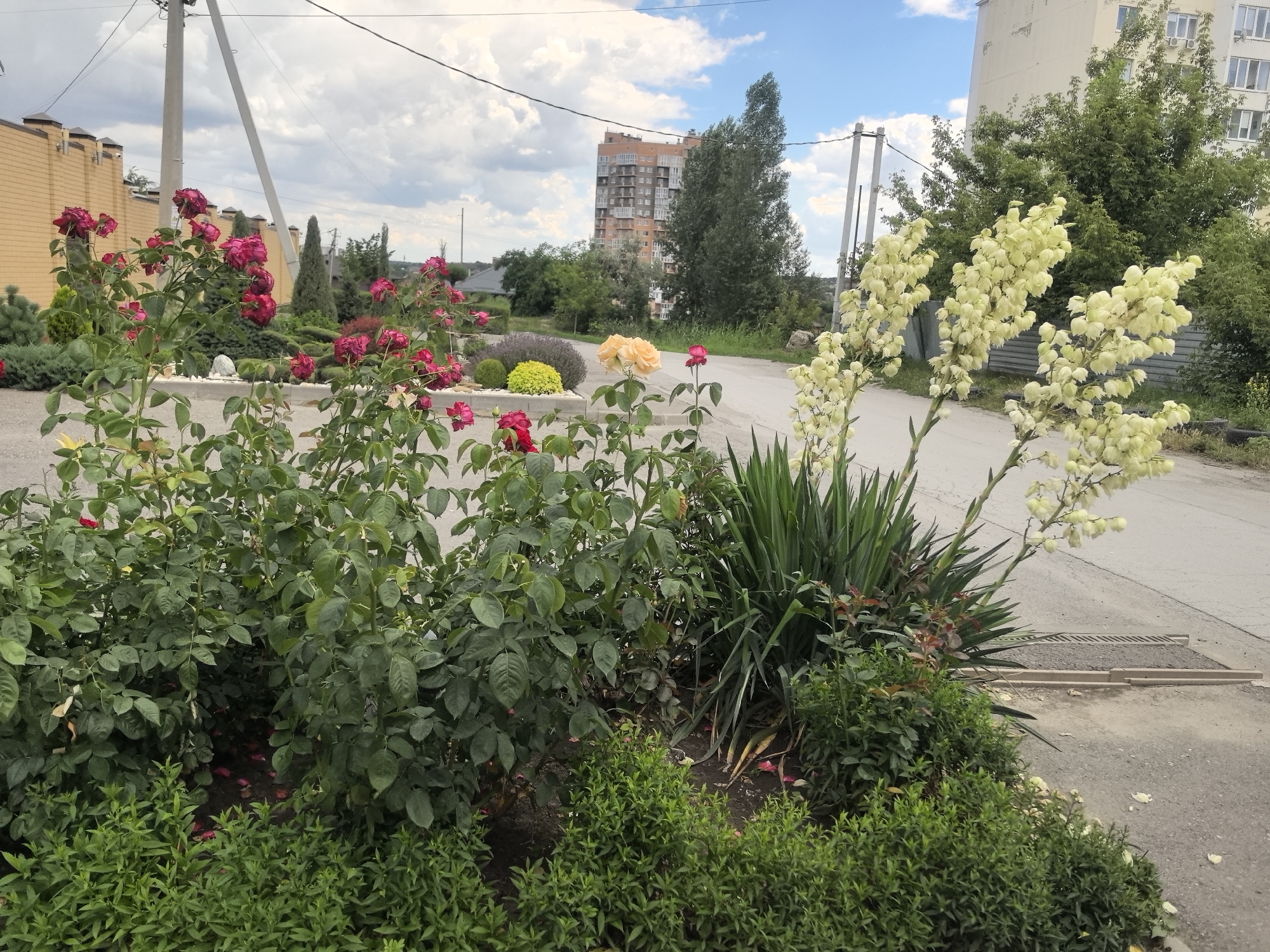 A wide shot captures a residential street in Verkhnetemernitsky, Russia, during daylight with a cloudy sky. In the foreground, a cluster of rose bushes, some bearing deep red blooms, is prominent. To the right, a tall plant with creamy white flowers stands tall. The background reveals a light-colored building, trees, and a distant multi-story building. The street itself is paved, with a storm drain visible near the right edge. A light-colored wall borders a property on the left, and a utility pole with wires stretches across the sky.