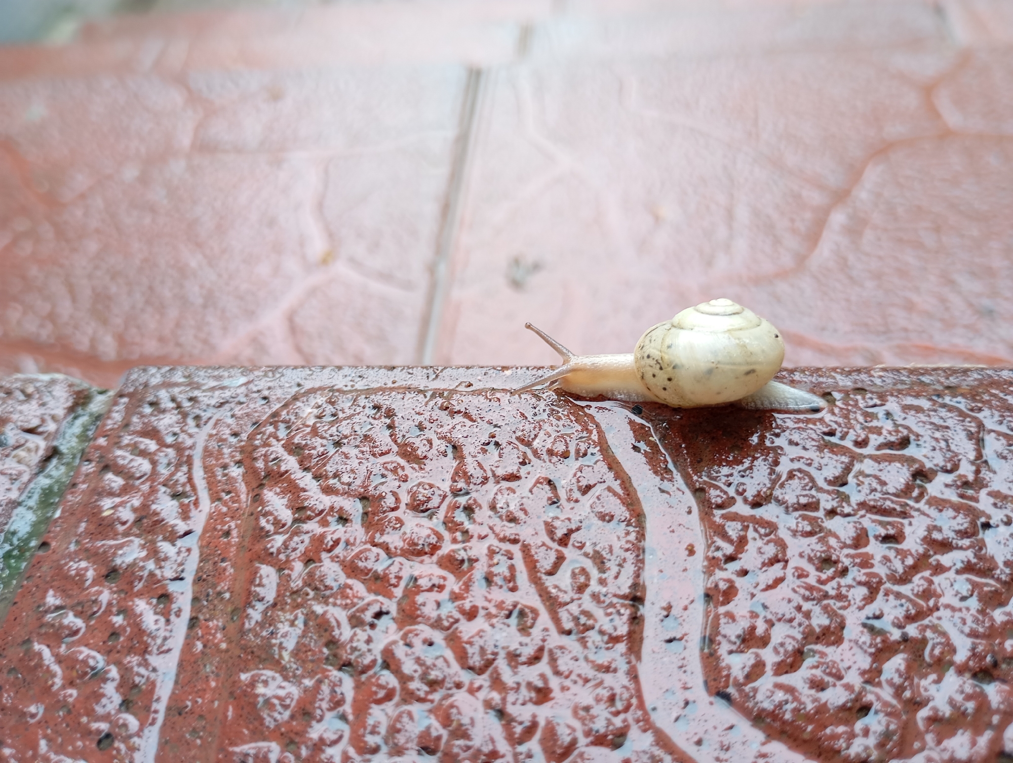 A snail with a cream-colored shell patterned with small brown dots is moving across a wet, textured, reddish-brown surface. The surface appears to be the edge of a brick or stone structure. Behind the snail, out of focus, are additional reddish-brown surfaces that suggest a set of stairs or a similar tiered structure. The location and city are unknown.