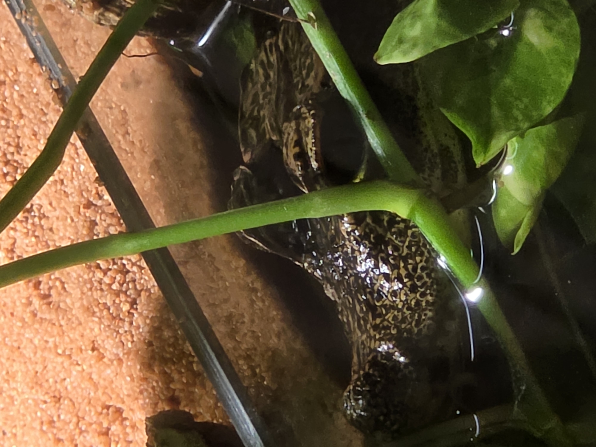 The image shows a close-up of a caiman, an alligatorid reptile, partially submerged in water. The caiman's head and upper back are visible, with its distinctive patterned scales clearly depicted. The reptile is in an aquarium or terrarium, as evidenced by the glass enclosure and the sandy substrate visible behind it. Green aquatic plants are in the foreground, with their stems and leaves partially obscuring the caiman. The water's surface reflects light, creating bright spots. The overall impression is that of a captive reptile in a controlled environment. The scene is not located in Bussolengo, Italy.
