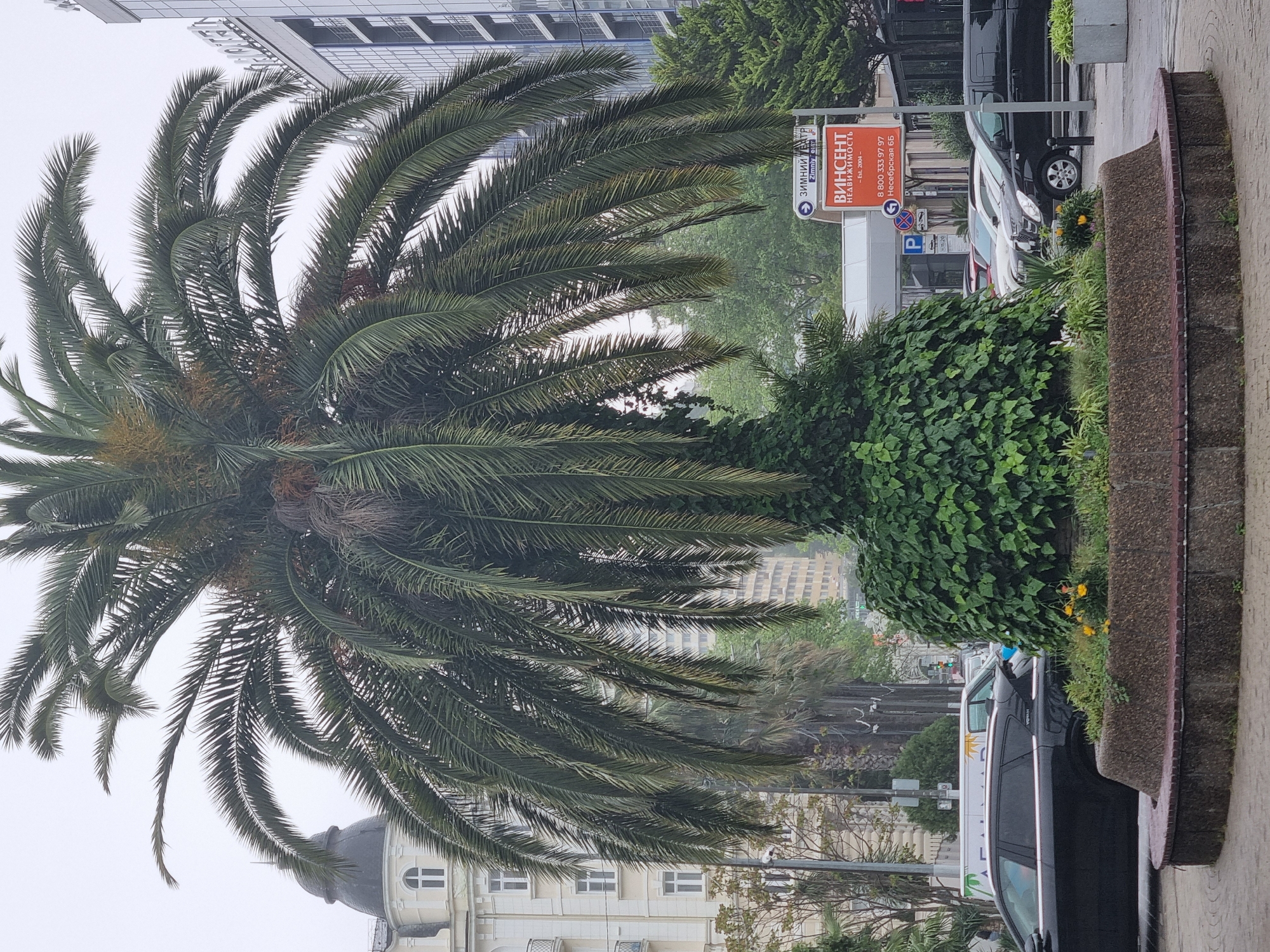 The image presents a view of Sochi, Russia, showcasing a palm tree on the left and a sculpted green bush adjacent to a concrete planter on the right. Behind the vegetation, a street scene unfolds with parked cars and buildings visible. A sign bearing the name "Винсент Недвижимость" (Vincent Real Estate) and a parking symbol is visible in the backdrop. The building behind the palm tree has white walls and visible windows and a dome on top. The overall atmosphere seems overcast.