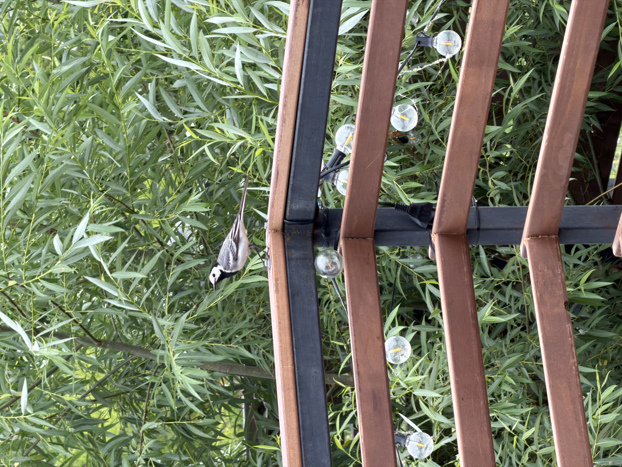 A wagtail bird, identified by its black and white plumage, is perched on the top wooden railing of a balcony or deck. The railing is made of brown wooden planks supported by dark metal posts. Below the top railing, there is another dark metal railing and a further set of brown wooden planks. String lights with clear glass bulbs are attached to the dark metal railing, with several bulbs visible. The background is dominated by lush green foliage, likely willow trees, indicating an outdoor setting. The scene is photographed in daylight, with natural lighting. The location is identified as Семилуки, Russia. There are no people or animals other than the bird present in the image.