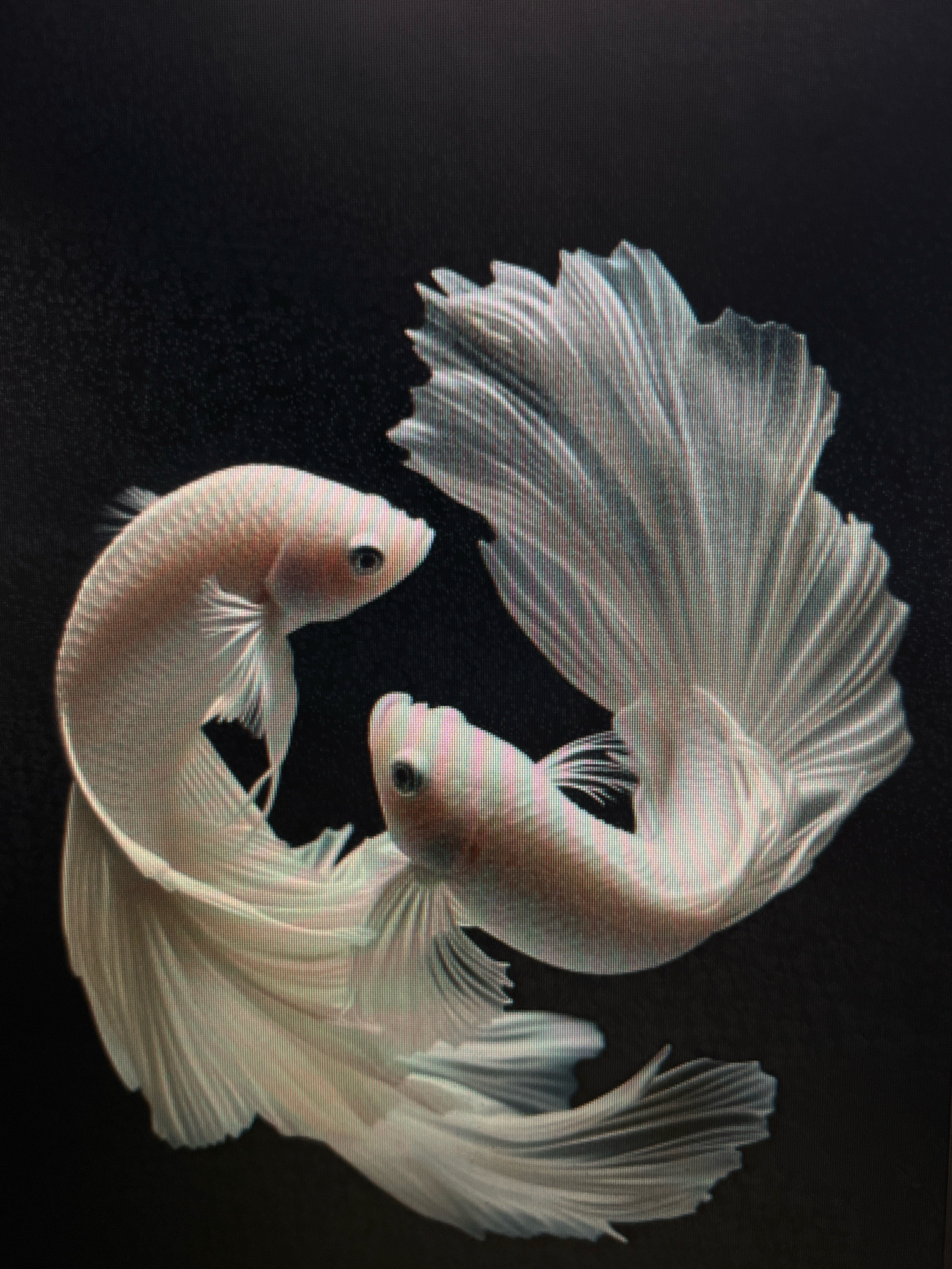 The image shows two white betta fish with flowing fins swimming in a dark environment. The fish are positioned in a yin-yang-like formation. There is no information in the image to suggest a location in Sejahtera, Indonesia.
