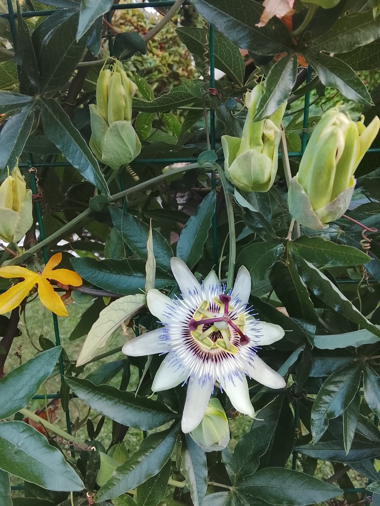 The image shows a close-up of a passionflower vine with several buds and one fully bloomed flower. The flower is white with intricate purple and blue markings in the center. Several large, green leaves surround the flower and buds. The vine is supported by a green metal trellis. In the background, blurred foliage and a hint of a pinkish-orange object, possibly another flower or leaf, are visible. A small, bright yellow, star-shaped petal is also present to the left of the main flower. The scene appears to be in an outdoor setting, possibly a garden or a park.
The image does not contain any information to suggest a specific location in the city of Nesebar, Bulgaria.