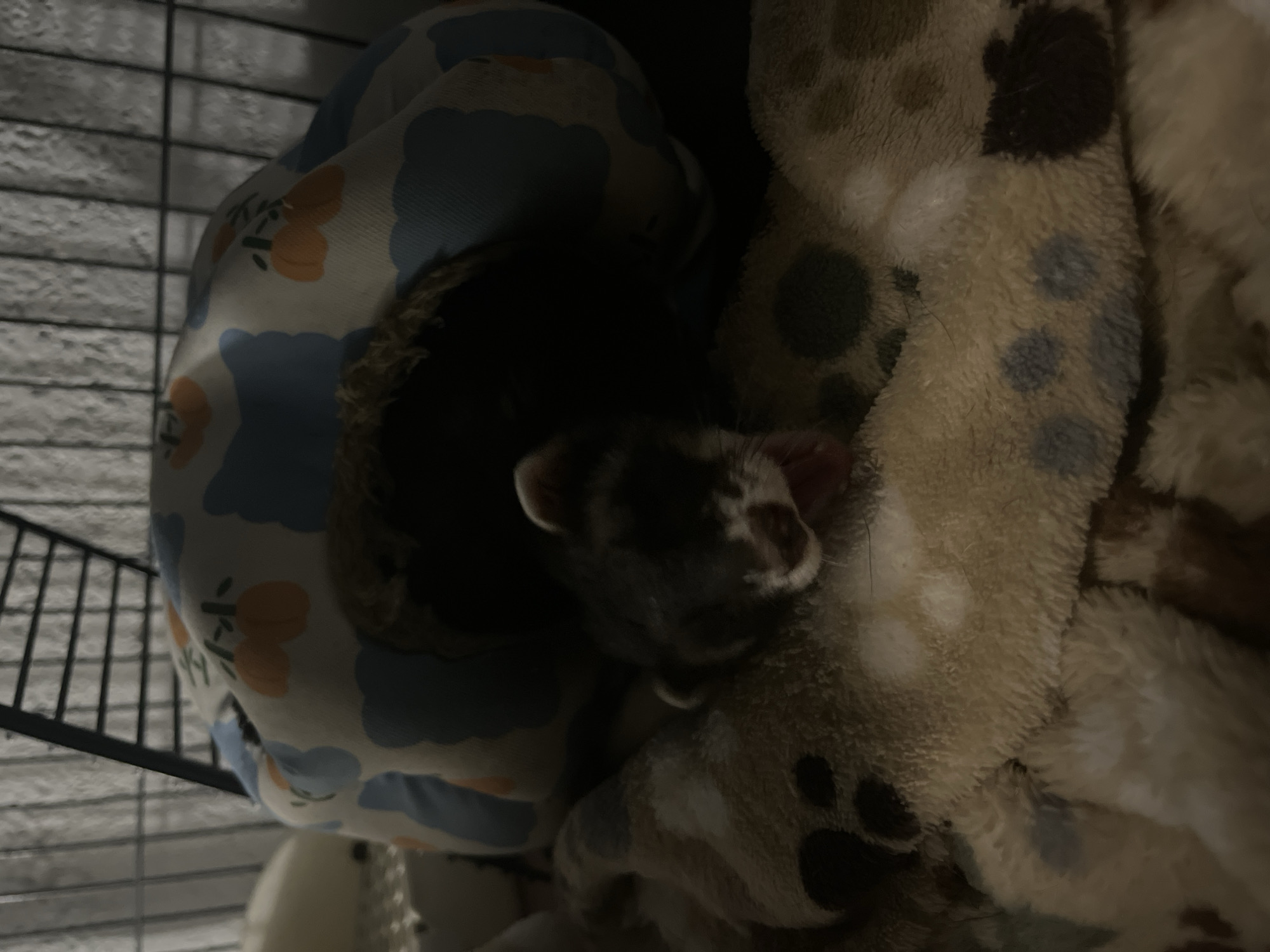 A ferret is sleeping inside a cage. The ferret is mostly black and brown, with a white marking on its face. It is nestled between a plush, blue and white patterned fabric and a tan blanket with paw print designs. The metal bars of the cage are visible in the background. The photo appears to be taken indoors under low lighting conditions. There is no indication of the location in the city of San Bernardino Tlaxcalancingo, Mexico.