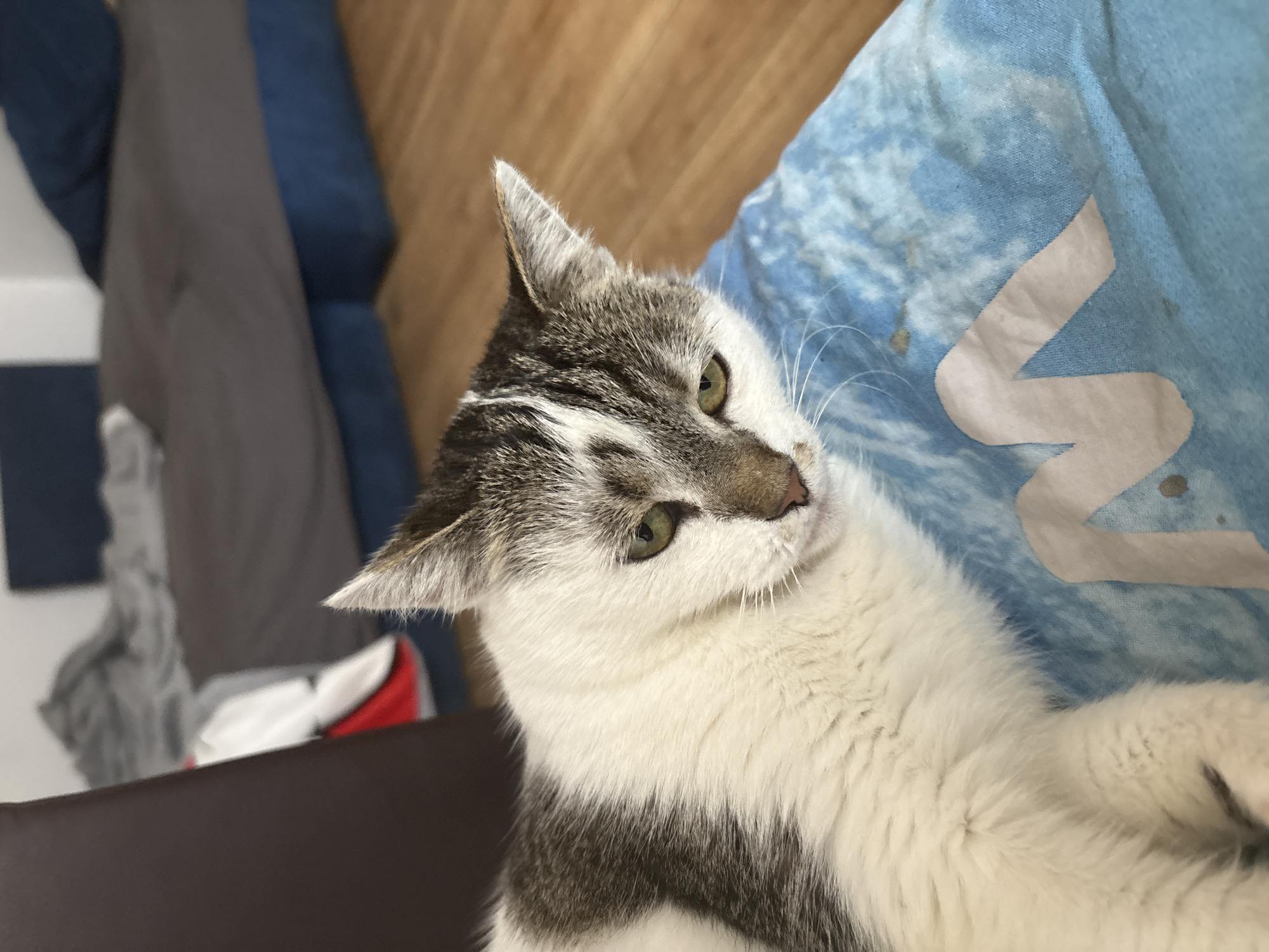 A close-up, eye-level, indoor shot features a tabby and white cat lying on a blue and white patterned blanket. The cat is predominantly white with grey tabby markings on its head and back. Its eyes are partially closed, and its head is slightly tilted to the right, giving it a somewhat weary expression. The blanket the cat rests on has a large, stylized white "M" shape and some dark, irregular stains. In the background, out of focus, a wooden floor is visible, along with a portion of a couch or bed with grey and blue upholstery. A dark brown object, possibly furniture, is partially visible in the far left of the frame. The scene appears to be in a residential setting, potentially a living room or bedroom. The specific location in Drożki, Poland, is not discernible from the visual information provided.