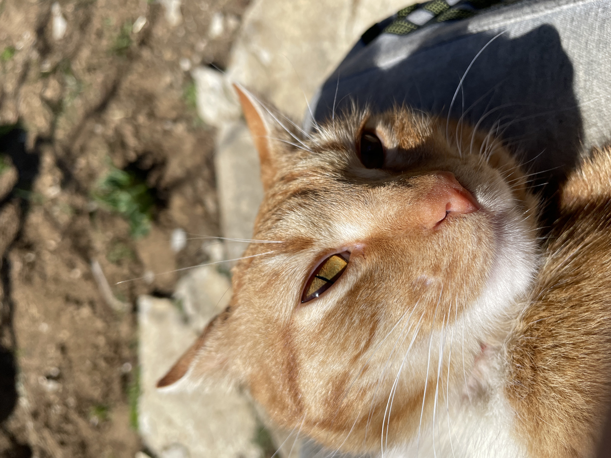 A close-up, high-angle photograph shows an orange tabby cat lying on a gray surface. The cat is positioned at an angle, with its head tilted towards the upper left. The cat's eyes are partially open, revealing golden irises. The cat has white whiskers and a pink nose. The background includes blurred patches of brown earth and stone, possibly indicating an outdoor setting. A sliver of what appears to be a green and black patterned strap is visible at the top. The image was taken in Zlatograd, Bulgaria.