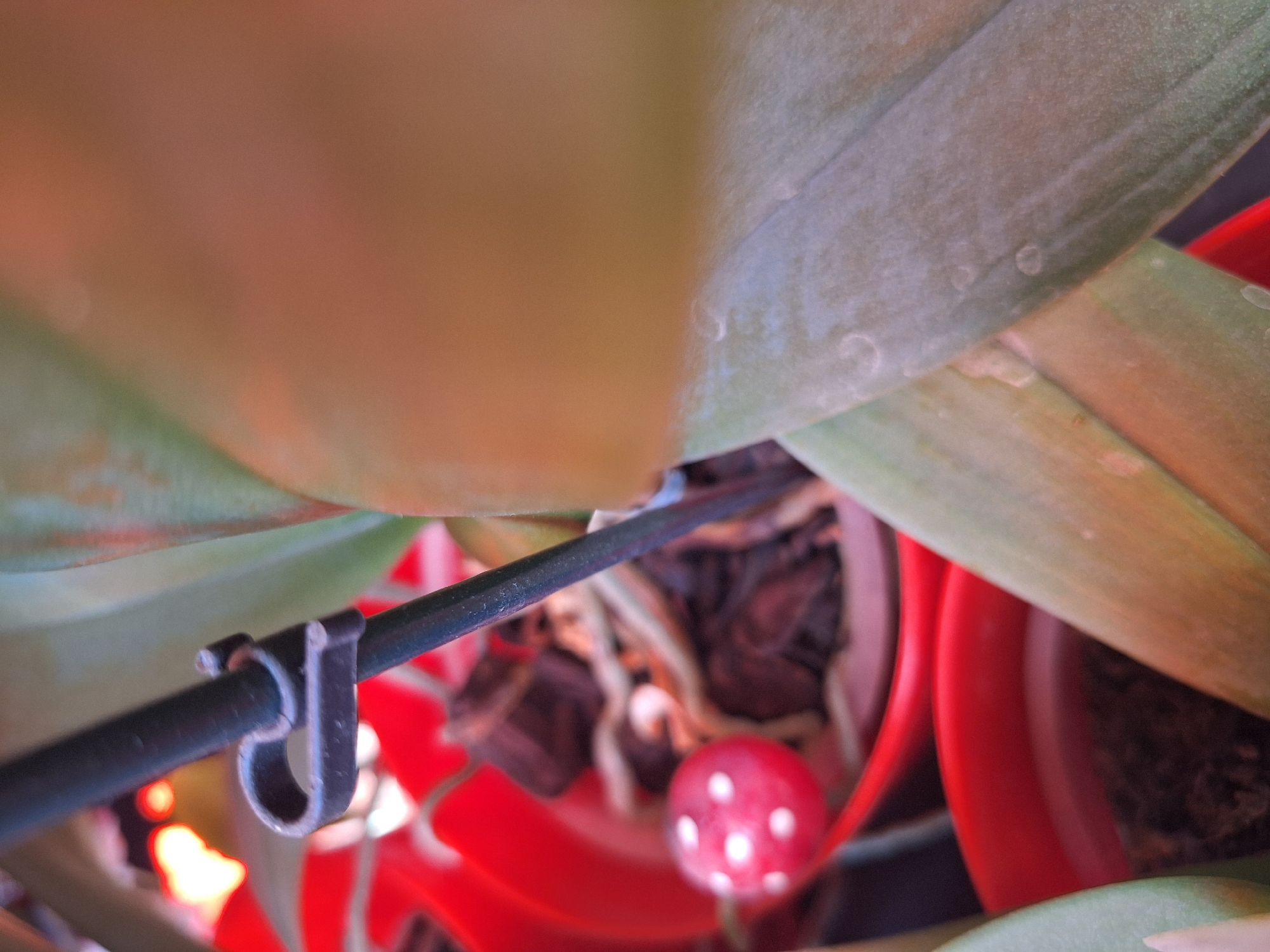 This is a close-up, indoor photograph of an orchid plant. The plant is in a red pot, and a black stake with a plastic clip is supporting its stem. The background is blurred, showing more red pots and some green foliage. A small, red and white polka-dotted object, possibly a decorative mushroom, is visible in the lower left portion of the frame. The lighting suggests an artificial light source, likely from within a residential or greenhouse setting. The image does not contain any information to determine its location in Varna, Bulgaria.