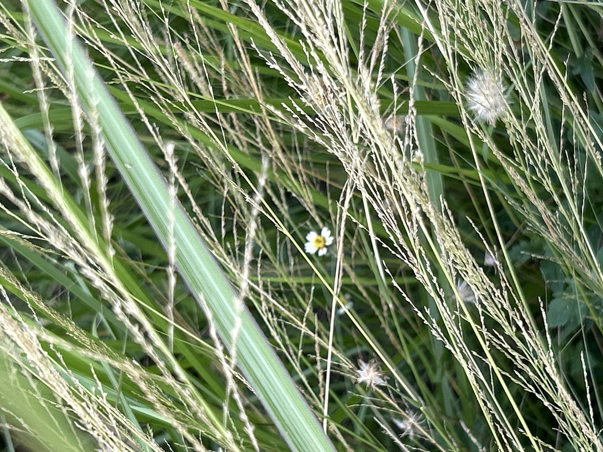 The image depicts a close-up, ground-level view of a dense array of natural vegetation, predominantly featuring various types of grasses and herbaceous plants. Numerous slender, feathery grass inflorescences, appearing dry and light tan to off-white, dominate the foreground and midground, crisscrossing the frame. A single broad, vibrant green leaf, possibly from a different plant species, diagonally traverses the upper-middle section, displaying a subtle purple hue along one edge.
Slightly to the left of the image's center, a small, partially obscured white flower with a distinct yellow central disc is visible, appearing somewhat out of focus. Scattered among the grass are several fluffy, spherical white seed heads, resembling those of dandelions or similar composite plants; one is prominent in the lower right quadrant, and another smaller one is less distinctly seen in the mid-left. The background consists of a soft-focus blur of darker green foliage, indicating thick undergrowth. No people, animals, or man-made structures are present. The scene is static, portraying an outdoor, natural environment.
The image does not contain any visual information or identifiable landmarks to confirm its location as Lhokseumawe, Indonesia.