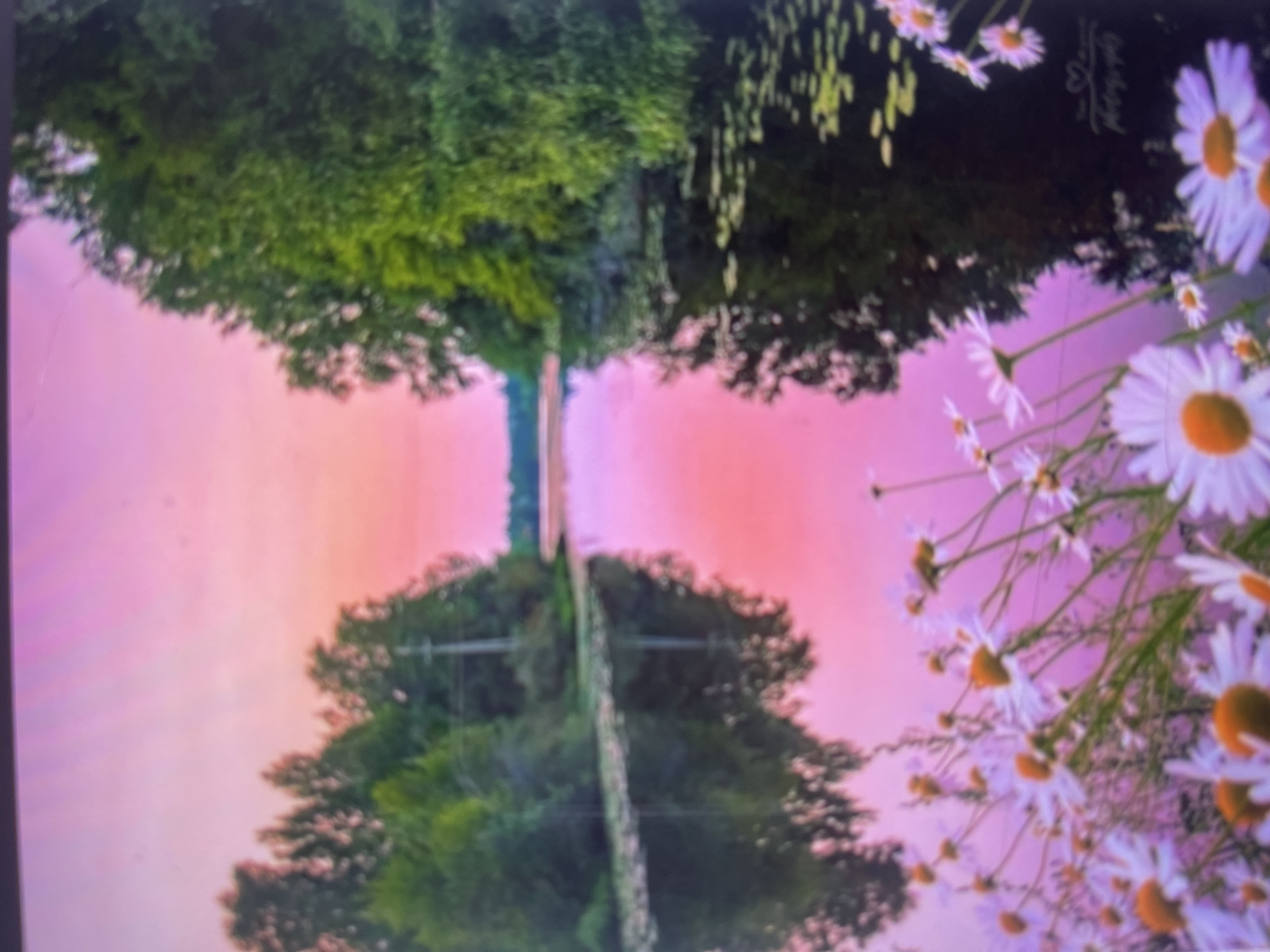 The image displays a serene, vertically reflected or digitally manipulated landscape, appearing rotated 90 degrees clockwise from its natural orientation. When viewed correctly (rotated 90 degrees counter-clockwise), the scene is horizontally divided by a narrow line, possibly a road, path, or fence.
The upper section of the image showcases the vibrant pink, purple, and orange hues of a sunset or sunrise sky, with the dense green foliage of trees framing the top edge. Along the right side, a profusion of white daisy-like flowers with bright yellow centers adds a delicate foreground element. The lower section of the image presents a near-perfect, inverted reflection of the upper scene, with the trees and sky colors mirrored below the central dividing line. The flowers also appear reflected in the lower right.
The lighting is soft and warm, characteristic of golden hour, contributing to a tranquil and dreamy atmosphere. The overall focus is somewhat soft, enhancing this ethereal quality.
In the upper right corner of the original image (corresponding to the top-middle when correctly oriented), faint white text and a small heart icon are visible, likely a watermark or artist's signature. The text appears to include "Love Photography," but further details are indiscernible due to blur and rotation. There are no explicit visual cues within the image to confirm the provided location context of Poltava, Ukraine.