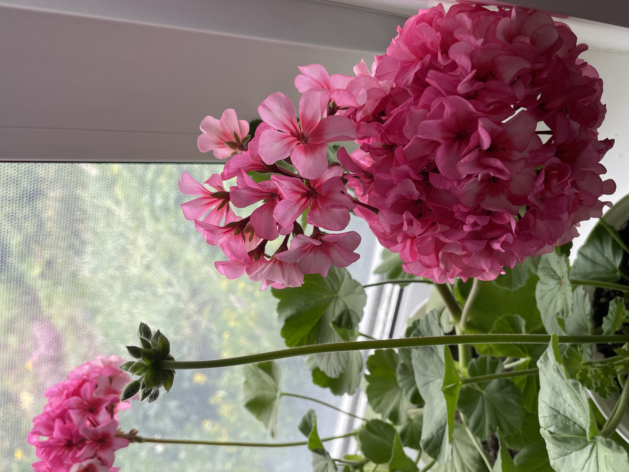 A close-up, vertical shot features vibrant pink geraniums with abundant, multi-layered petals. One cluster of flowers is in the foreground, filling the lower right quadrant, with individual blooms showing distinct petal shapes and lighter pink centers. To the left and slightly behind, another lighter pink cluster is visible, along with a developing bud covered in soft, green hairs. Lush green leaves with serrated edges surround the flowers. The plants are situated indoors, near a window with a textured screen that diffuses the light and shows a blurred green outdoor scene. The window frame, painted white, is visible on the right side. No people are present. The scene is consistent with a home or greenhouse setting, possibly in Kumyoni, Russia, given the information provided.
