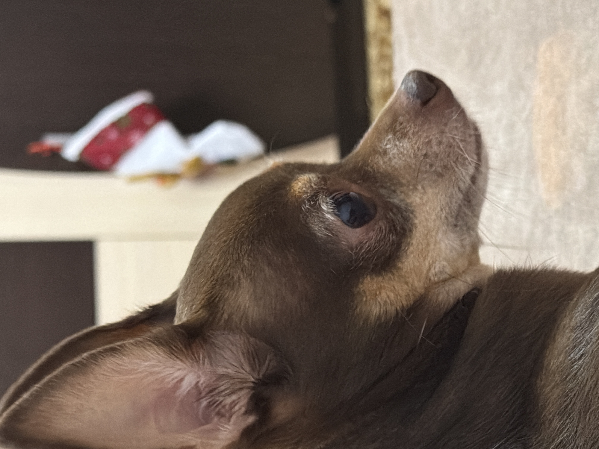 A close-up, profile shot shows a brown Chihuahua dog looking to the right. The dog has large ears, a dark eye, and a brown nose. The background is blurred and appears to be a room with some light-colored furniture and a portion of a Christmas stocking hanging on the right side. The dog is positioned in the foreground, taking up most of the frame. The lighting is soft, highlighting the dog's fur and features. The location is unknown, Unknown.