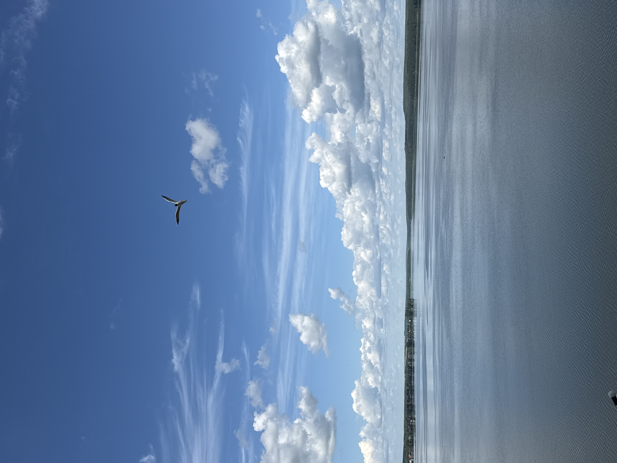 An elevated, eye-level, wide shot captures a tranquil expanse of water under a dynamic sky. The scene is likely the Votkinsk Reservoir in Votkinsk, Russia, a large body of water forming a significant part of the city's landscape. A lone bird, possibly a seagull, is in mid-flight in the upper third of the frame, its wings outstretched against a vast, bright blue sky. Scattered across the sky are both thin, wispy cirrus clouds and larger, puffy cumulus clouds. The water surface is calm, reflecting the sky's colors with subtle ripples and textures. In the distance, a tree-lined horizon marks the far bank of the reservoir, with a hint of scattered buildings suggesting a populated area. The overall impression is one of natural beauty and peacefulness, with the bird adding a touch of life to the serene environment.