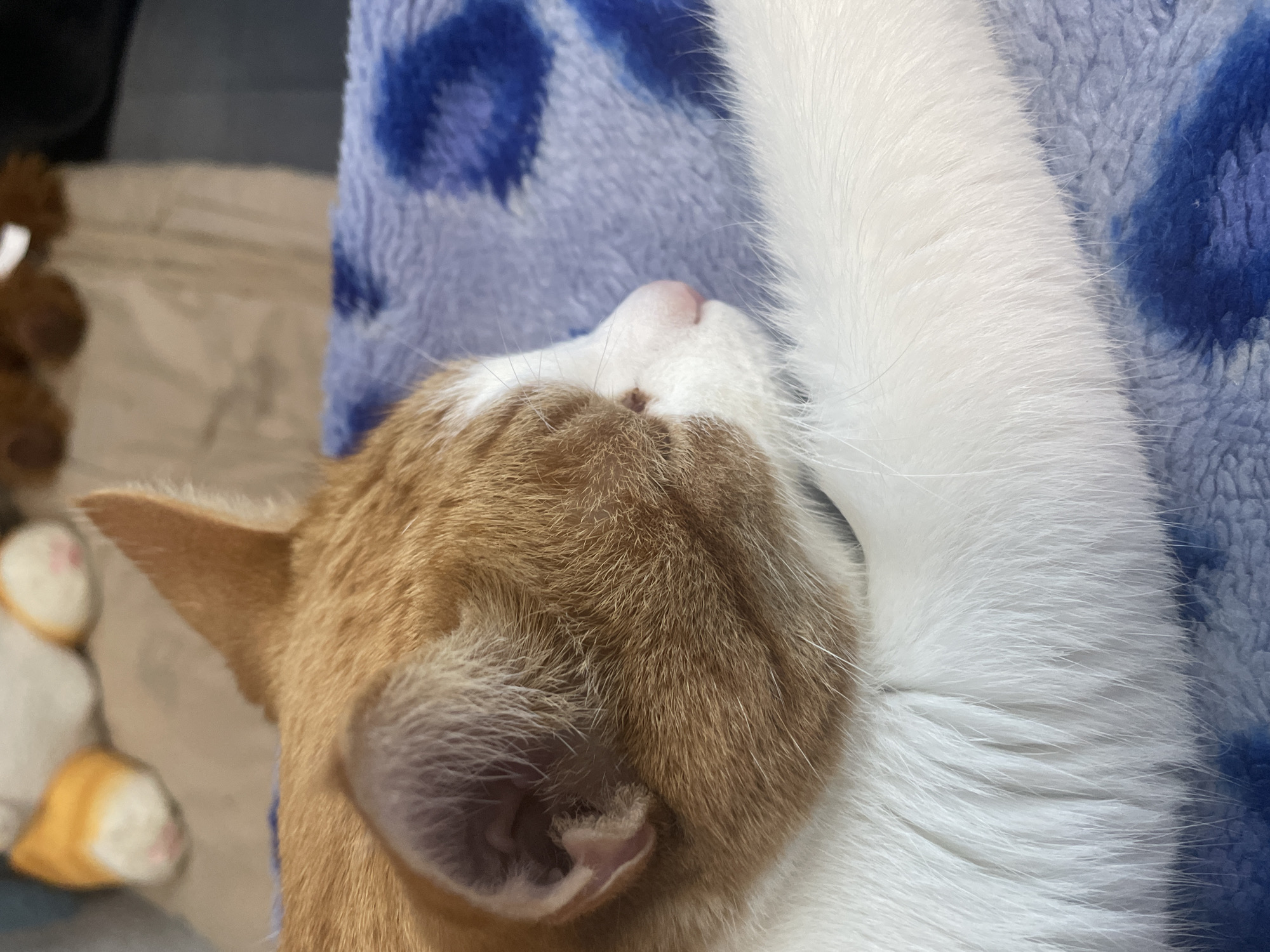 The image shows a close-up, overhead view of an orange and white cat sleeping on a blue and white patterned blanket. The cat is curled up, with its head tucked into its body and its face hidden from view except for its pink nose and part of its ear. The cat's fur is soft and fluffy. The blanket has a fuzzy texture with a pattern of blue splotches on a white background. To the left of the cat, out of focus, are what appear to be stuffed toys or slippers, one brown and fuzzy, and another white with yellow accents and pink inner ears. The lighting suggests it is daytime. The overall mood is one of peace and rest. No text is visible in the image. The location context provided is Zhukovo, Russia.