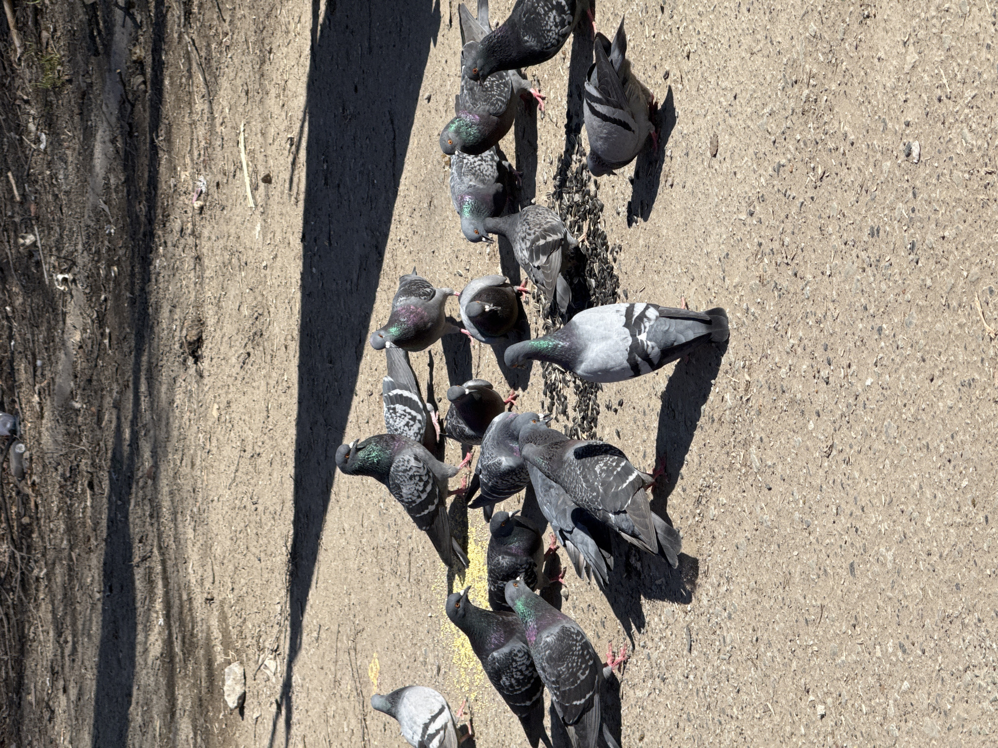 A ground-level, oblique angle shot shows a flock of pigeons feeding on a concrete surface. The concrete surface is mostly flat with a few small pieces of gravel and bits of organic material scattered around. Some shadow elements are visible on the left and right sides. Sunflower seeds are present amidst the pigeons.
I lack the ability to determine the location as Votkinsk, Russia.
