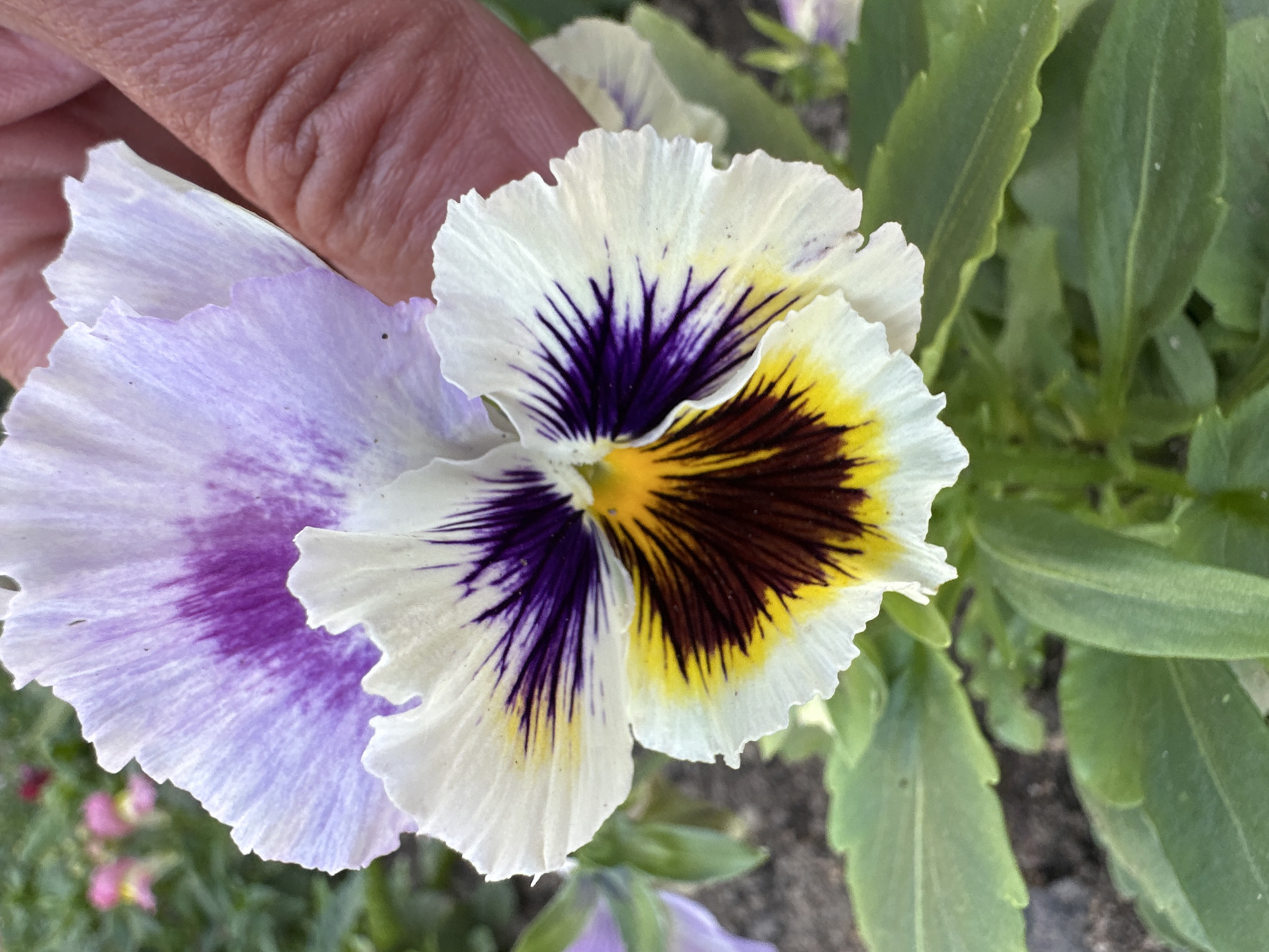 A close-up, eye-level, vertical shot captures a single pansy bloom with multiple colors in the foreground. The flower has white outer petals with hints of lavender and purple streaks. The inner petals display a striking pattern of deep purple radiating from the center, transitioning to yellow, and then a dark maroon at the base. A person's hand, with visible wrinkles, is positioned in the upper right corner, gently holding the upper petals of the pansy. In the background, out-of-focus green foliage and other pale purple and pink flowers are visible, suggesting a garden setting. The scene is located in the city of Voronezh-2, Russia.