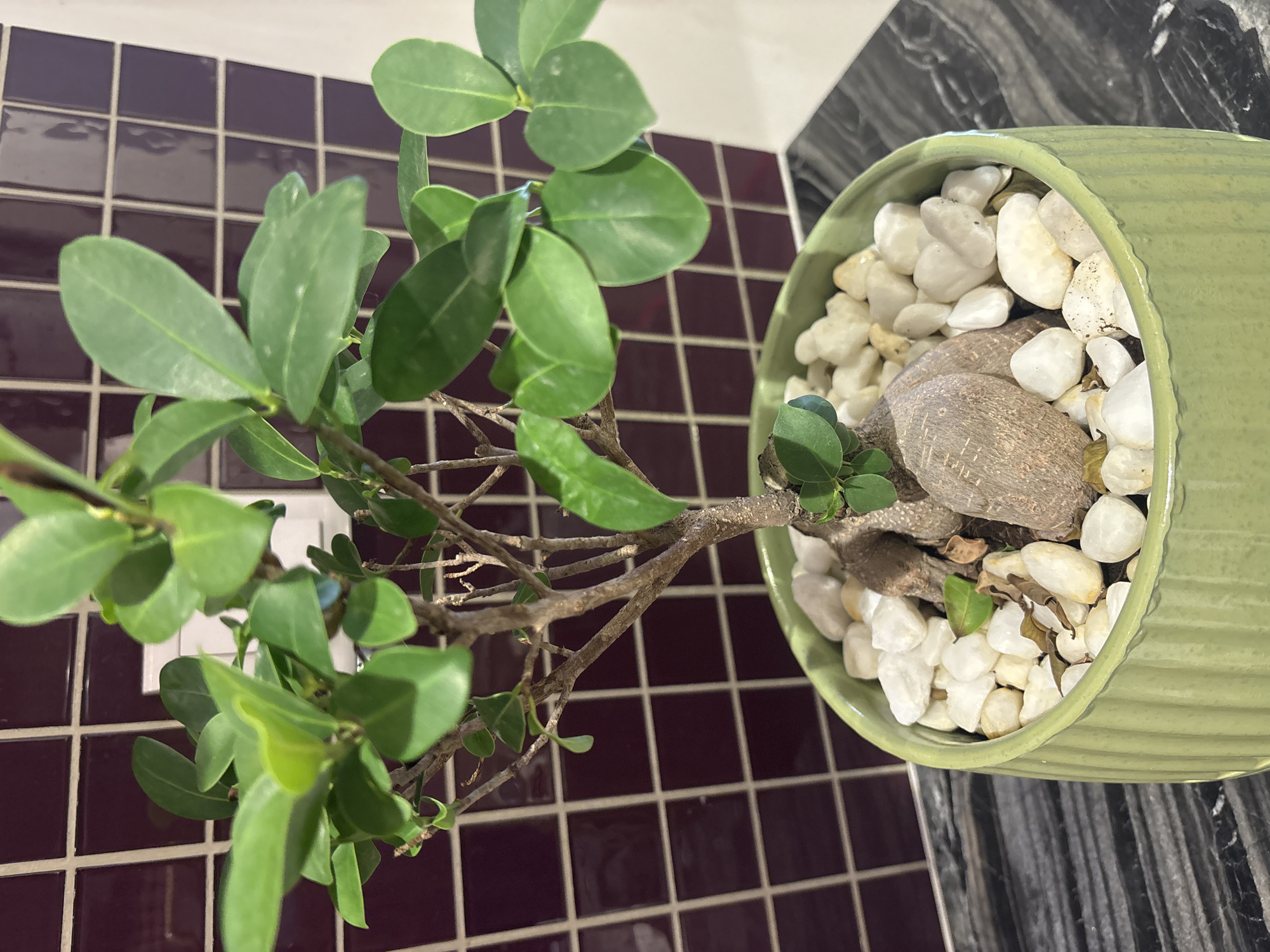 A close-up, eye-level shot shows a small, potted bonsai tree with vibrant green leaves and a thick, gnarled trunk. The tree is situated in a light green ceramic pot, which is filled with smooth, white and off-white stones. The pot sits on a dark, reflective surface with a marbled pattern, possibly a countertop. In the background, a wall is covered with small, square, deep purple tiles arranged in a grid pattern. The lighting appears to be indoor, casting a soft glow on the plant and its surroundings. There are no people or animals visible in the image. The scene is static and appears to be an indoor setting, potentially a home or office environment. There is no information available to suggest this scene is located in Dubai, United Arab Emirates.