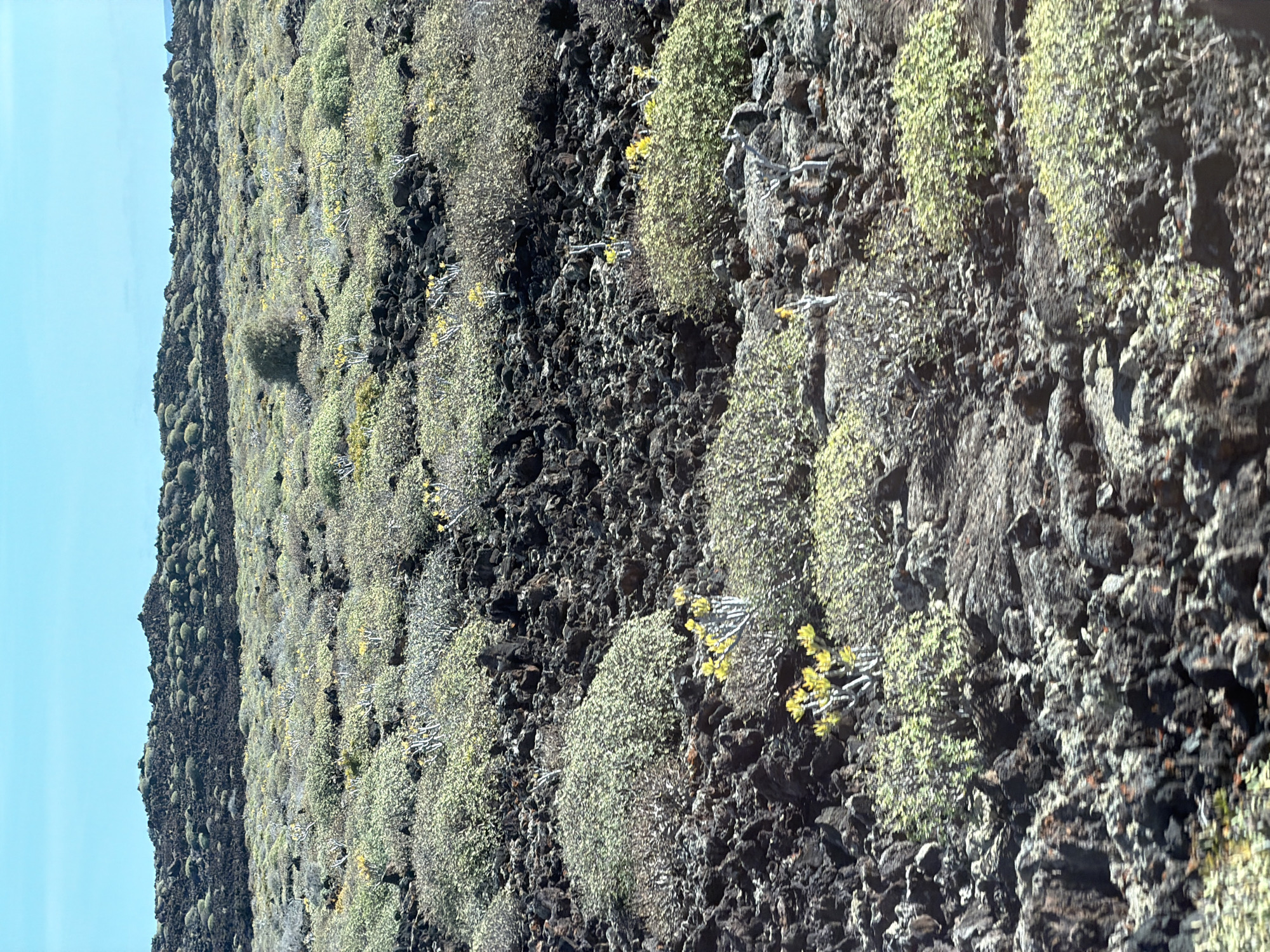 The image captures a volcanic landscape in Haría, Spain. The foreground and middle ground are dominated by a rough, dark volcanic rock slope covered with sparse, rounded bushes of a pale green hue. Some of the bushes exhibit small, yellow flowering heads. The overall texture of the scene is coarse and irregular. On the left, a continuation of the volcanic slope rises against a light blue sky, suggesting a backdrop of either the sea or the horizon line.