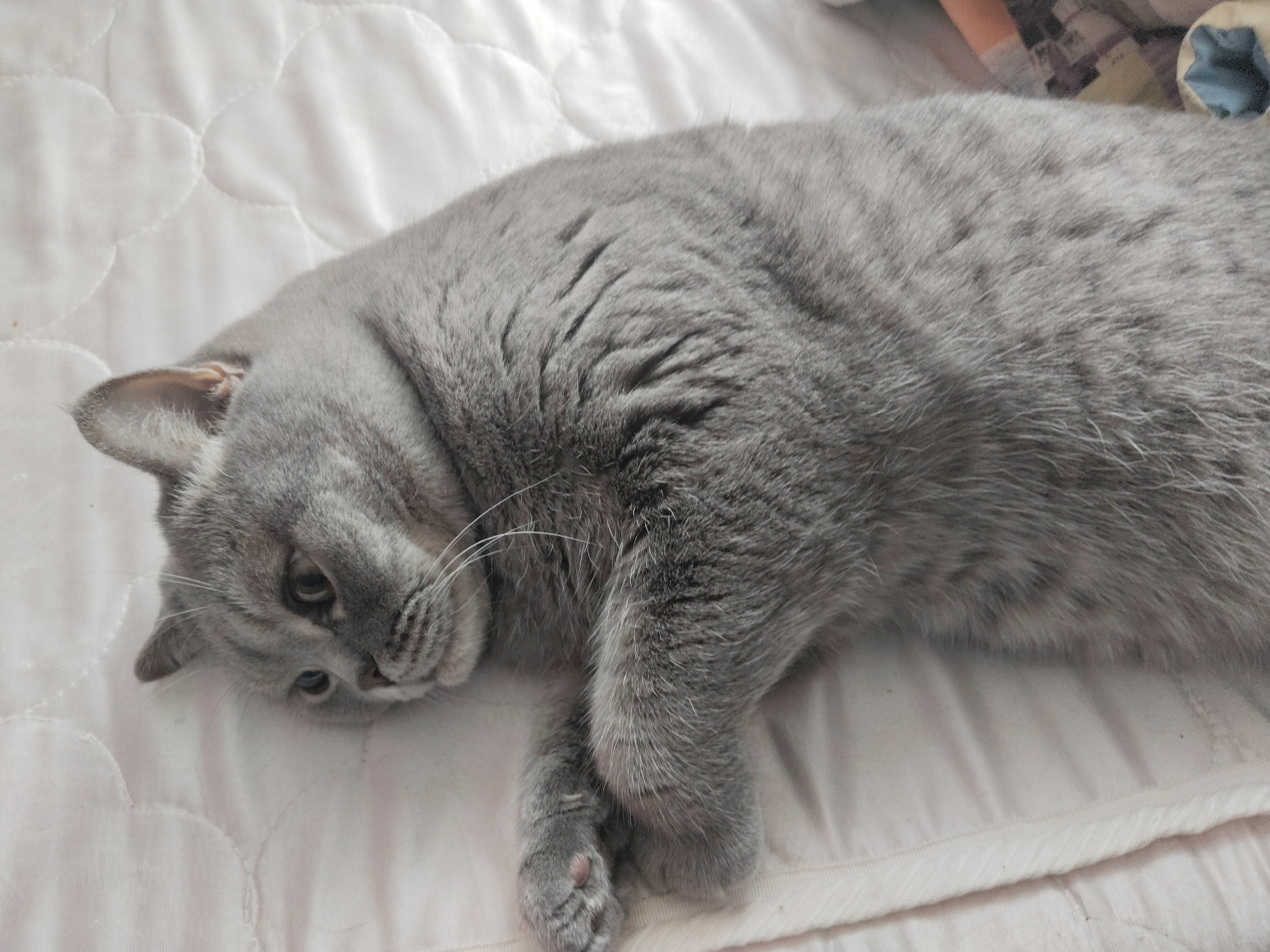 A gray shorthair cat lies on a white quilted surface. The cat's head is turned towards the viewer, and its paws are crossed. The cat is indoors on a bed or similar surface. The city and state are unknown.