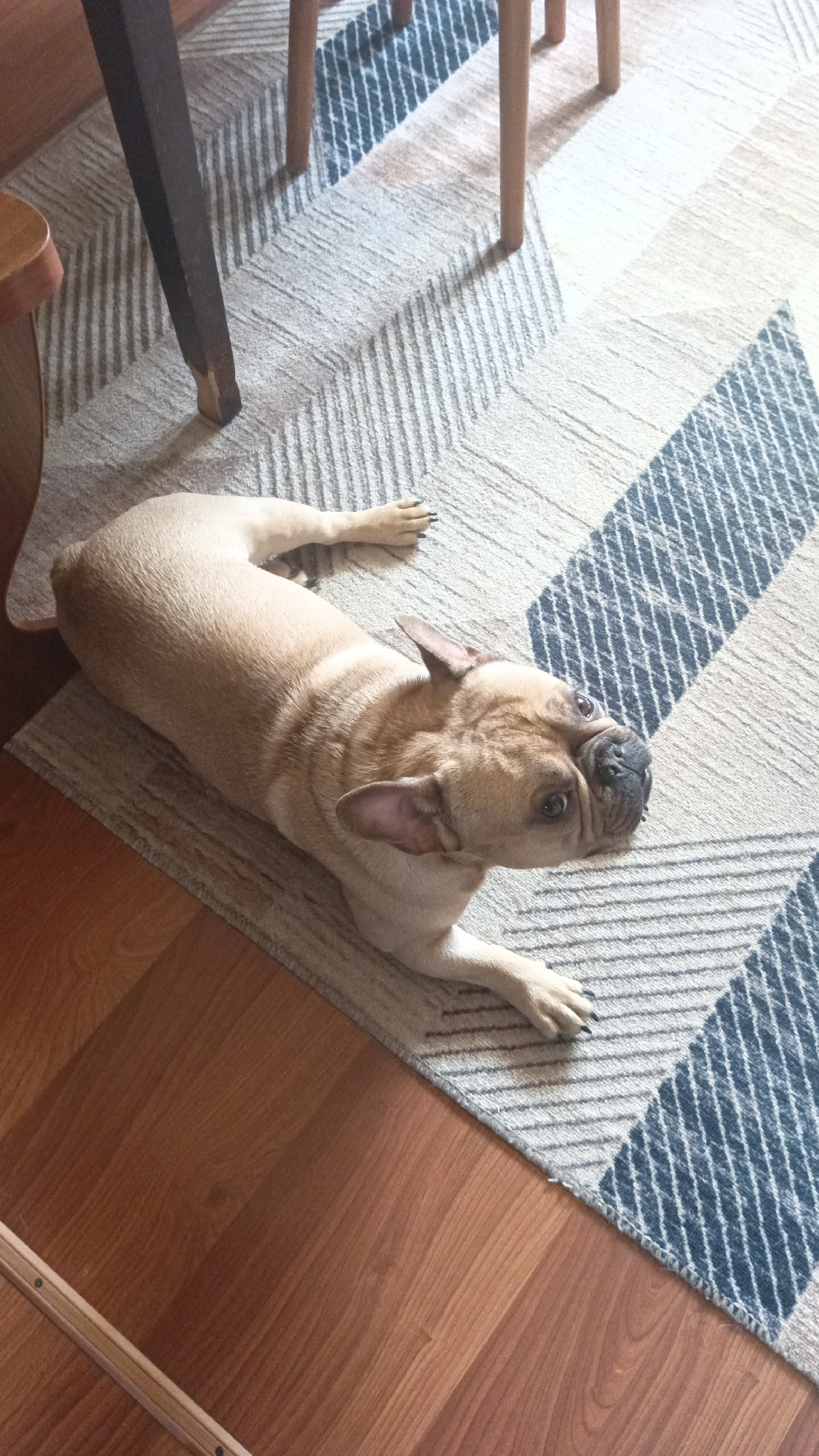 A beige-colored French Bulldog lies on a patterned rug, part of which is on a wooden floor. The rug has a geometric pattern of beige and blue stripes. A portion of a wooden table leg is visible in the upper left corner of the image, as are the legs of several chairs. The dog is lying down, with its front paws extended, and its head turned towards the camera. The location is unknown, and there is no indication the location is in Donino, Russia.