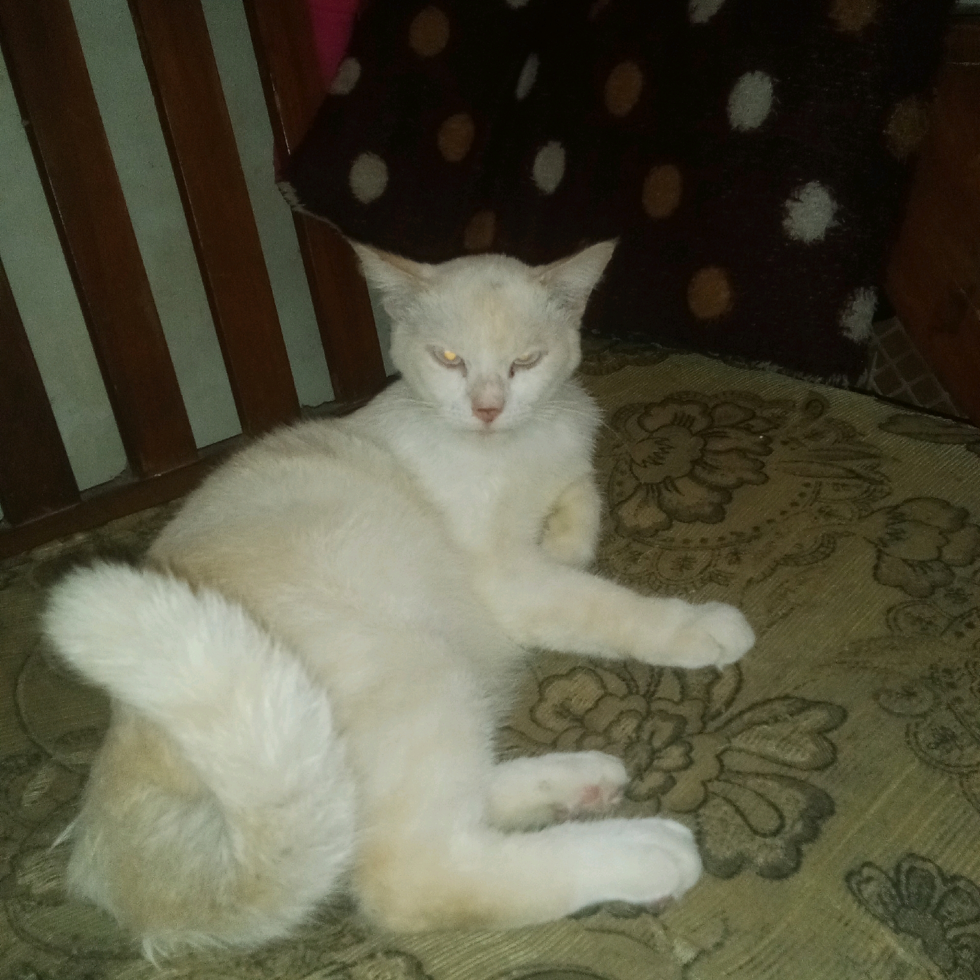 A cream-colored cat with yellow eyes lies on a patterned, olive-green fabric surface. The cat is positioned diagonally, facing slightly towards the viewer, with its head tilted and ears perked. Its body is relaxed, with paws tucked in and a fluffy tail curled to its left. Behind the cat, vertical wooden slats with a light green separation are visible, suggesting a chair or partition. A dark brown pillow with white and light brown circular patterns rests behind the cat's head. The overall lighting is dim, casting shadows and highlighting the cat's fur and eyes. The image was likely taken indoors.