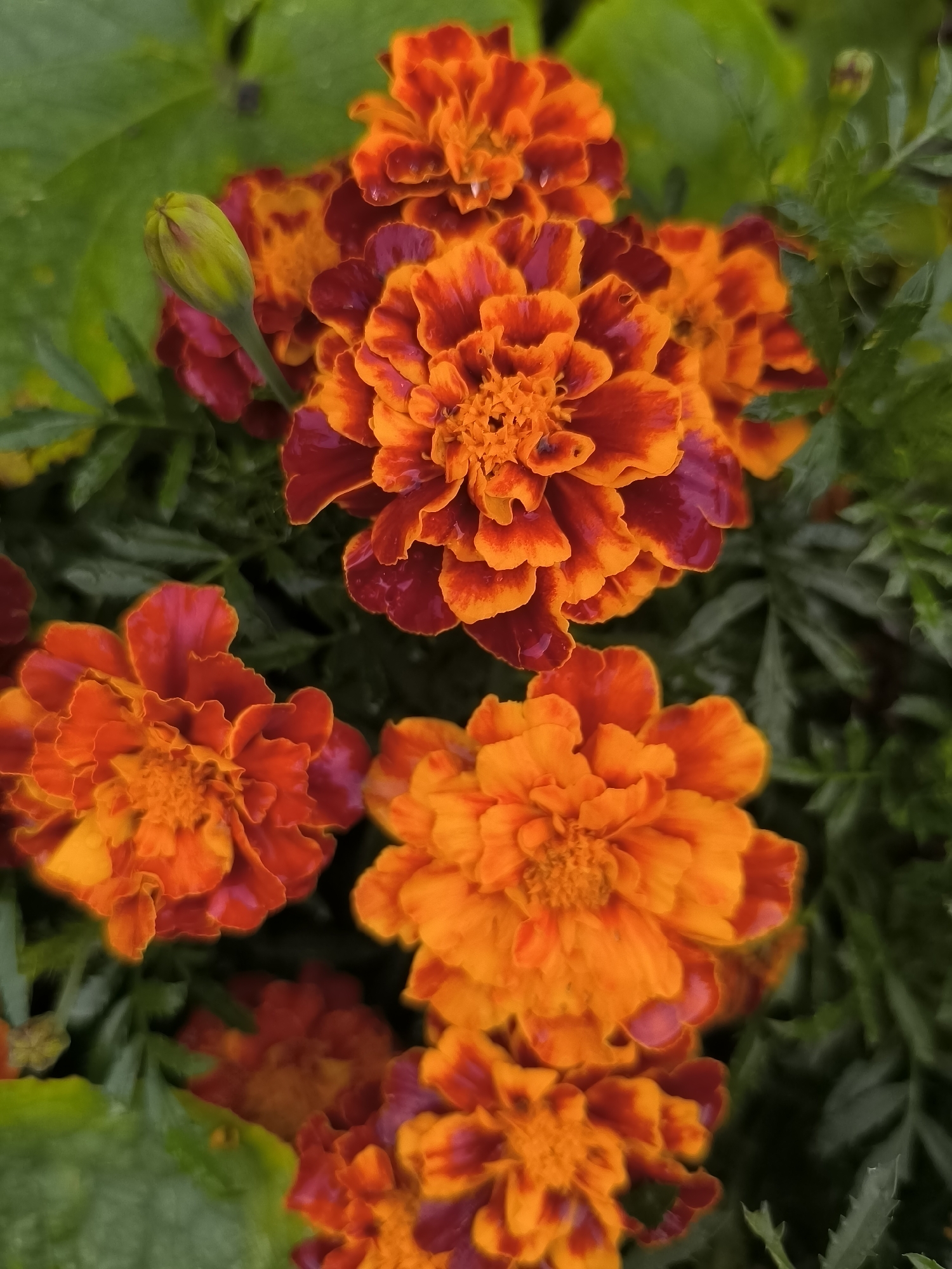 This is a close-up, high-angle photograph of several marigolds in bloom. The flowers are primarily orange and red, with some petals showing a gradient of color. The center of each flower is a mass of tightly packed, ruffled petals. A single green marigold bud is visible on the left side of the image, nestled among the blossoms. The background consists of dark green leaves, some of which appear to be wet. The overall impression is of a vibrant, natural scene. The image does not contain any information about its location in Probuzhdenie, Russia.