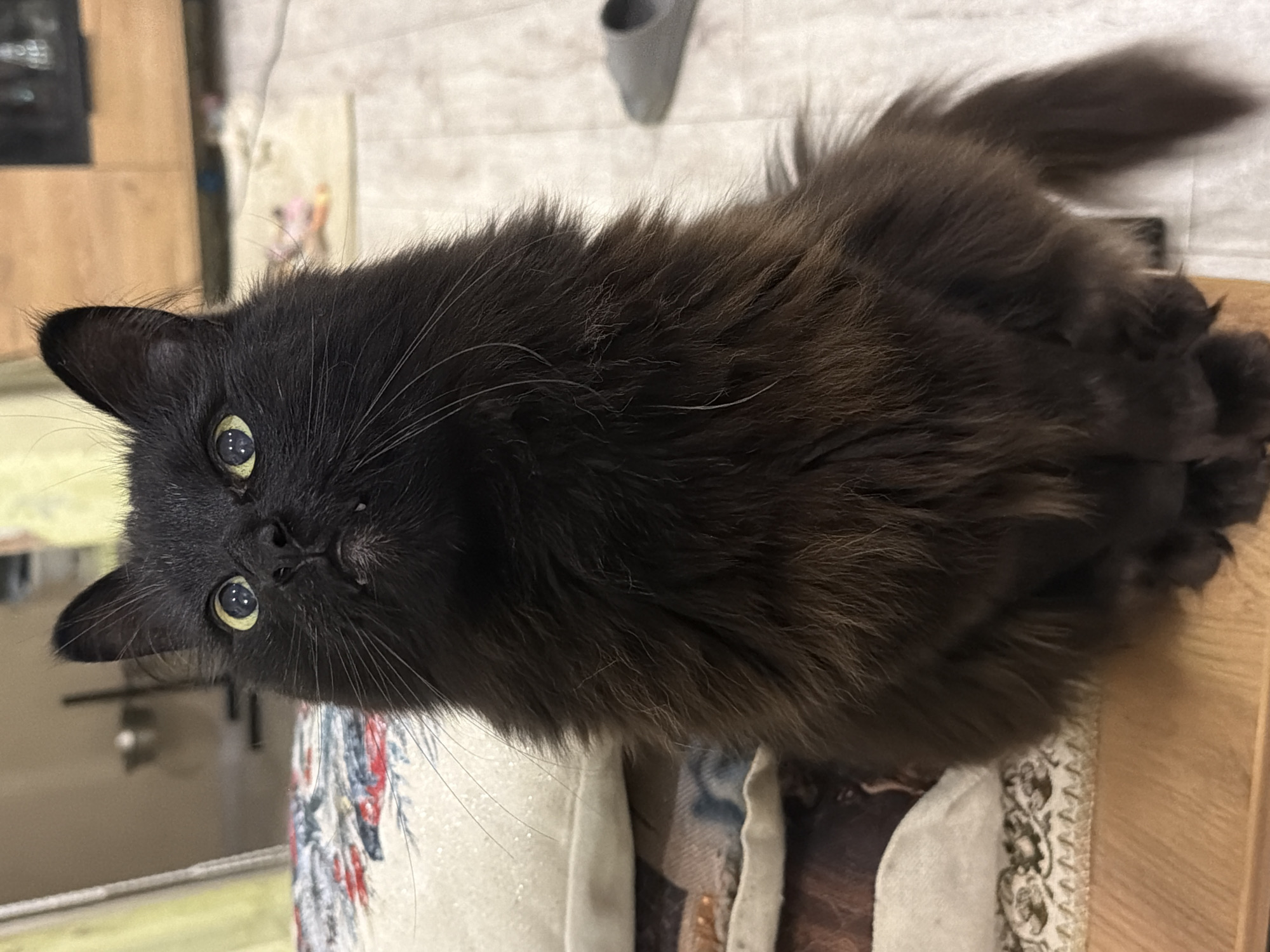 A fluffy black cat with yellow eyes sits upright on a wooden surface, looking towards the camera. The cat has long fur around its neck and chest, and its mouth is slightly open, revealing two small fangs. In the background, a patterned cushion is visible, and beyond that, a light-colored floor and wooden furniture can be seen. A gray slipper is also visible on the floor to the right. The scene appears to be indoors, in a domestic setting, and is not specifically tied to Petropavlovsk-Kamchatsky, Russia.