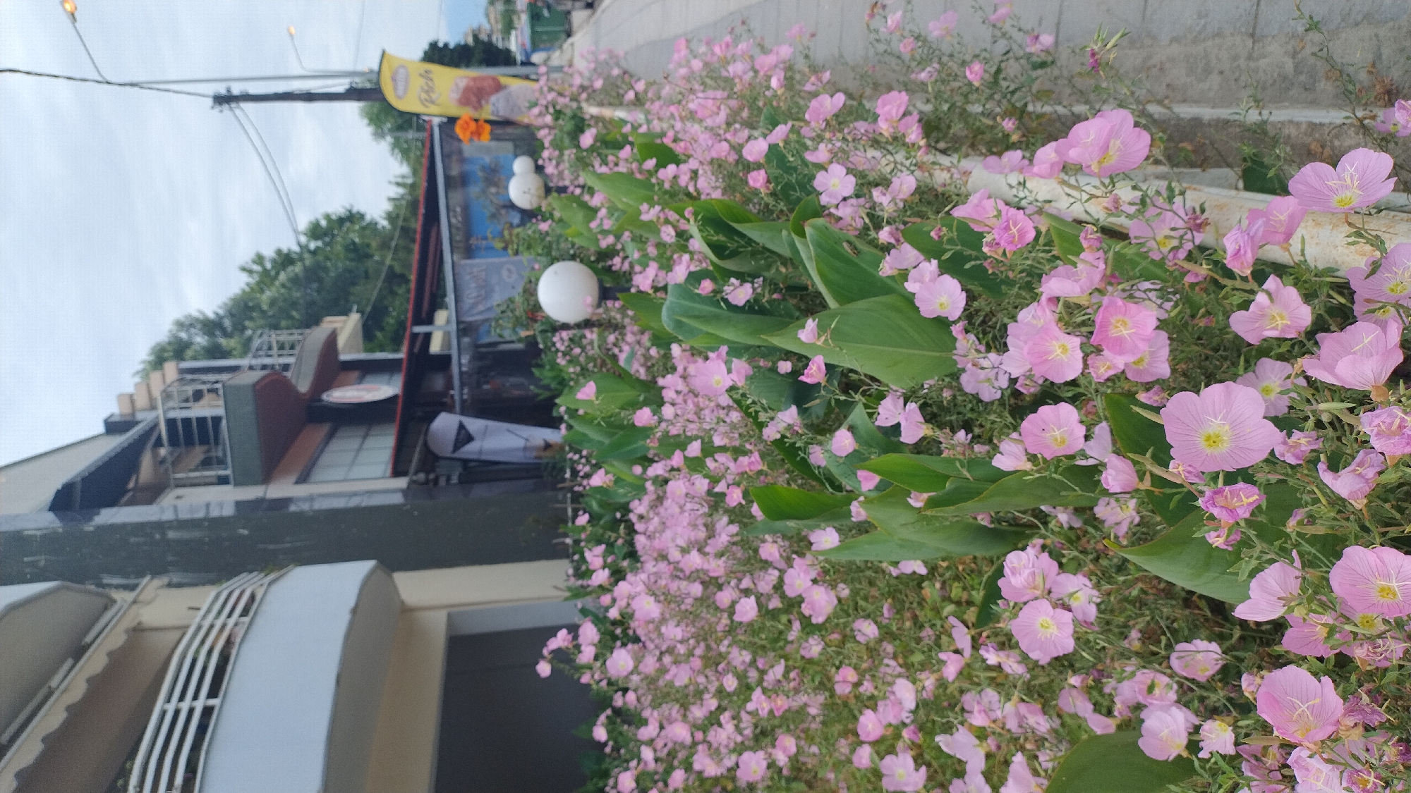 The image depicts a street-level view of a building facade and a dense flowerbed in Nea Michaniona, Greece. On the left, a portion of a cream-colored building with a curved balcony railing is visible. Adjacent to it is a darker, possibly grey, building with multiple balconies, awnings, and windows. A yellow flag with text is prominently displayed near the street on the right side.
The foreground is dominated by a profusion of delicate pink flowers, interspersed with large green leaves. The flowers are small with five petals and appear to be a groundcover variety. Several spherical white light fixtures are positioned within the flowerbed. A paved sidewalk runs along the right edge of the flowerbed, leading towards the background where more of the street and buildings are visible. The sky is overcast, suggesting a cloudy day. No people are depicted in the image.