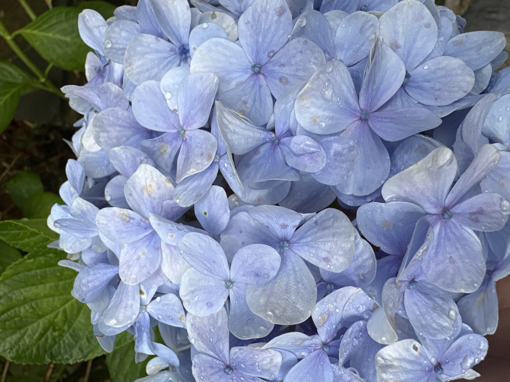 A high-resolution, close-up photograph captures a dense cluster of Hydrangea macrophylla flowers, predominantly displaying a periwinkle to light blue-violet coloration, indicative of a slightly acidic soil environment in Mu Cang Chai, Vietnam. Each individual floret, typically comprising four to five petals, is visible, and their surfaces are extensively covered with numerous small, transparent water droplets, suggesting recent precipitation or heavy dew. Slight, irregular yellowish-brown discolorations are present on some petal surfaces. In the upper left quadrant, portions of dark green, heavily veined leaves, characteristic of the hydrangea plant, are partially visible and also bear water droplets. The background consists of out-of-focus dark green foliage and brown tones. No human subjects, animals, or discernible artificial objects are present. The lighting is soft and diffused.