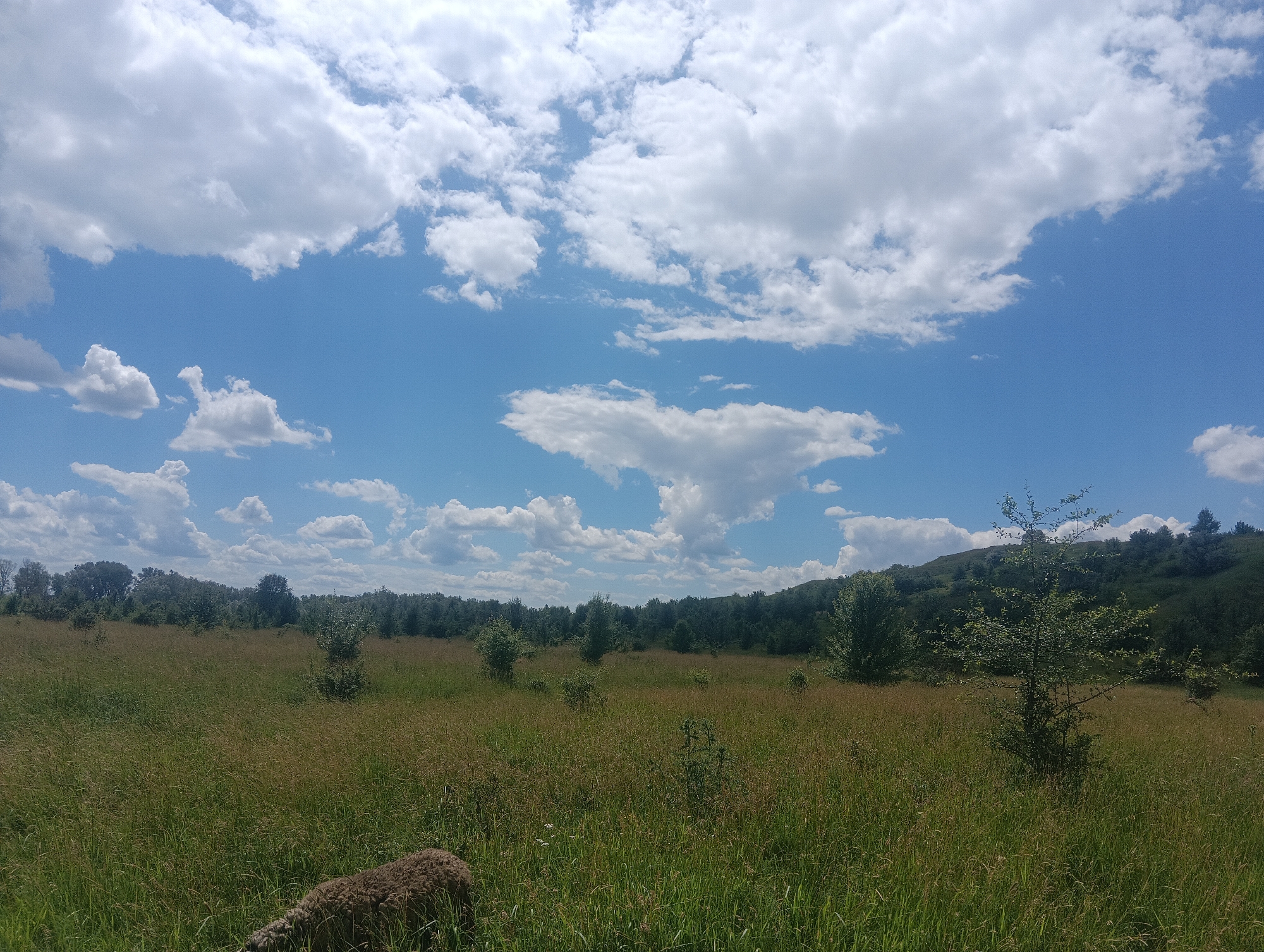 The image depicts a pastoral landscape under a partly cloudy blue sky. In the foreground, a grassy field stretches out, dotted with wildflowers and taller, dry grasses. A sheep is partially visible in the lower left corner, its back facing the camera. Further into the field, scattered trees and bushes break the expanse of grass. The background features a line of dense trees and rolling hills, indicating a natural or rural setting. The lighting suggests it is daytime, with sunlight illuminating the scene and casting soft shadows. The overall impression is one of tranquility and natural beauty.