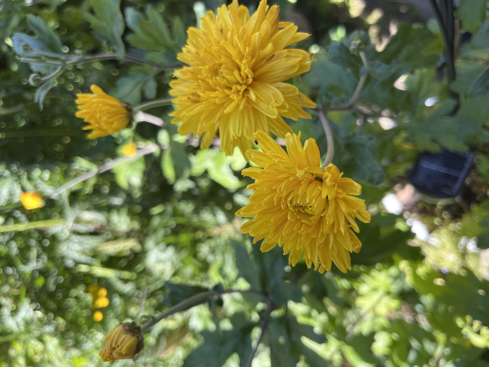 The image shows a close-up of two vibrant yellow chrysanthemums in bloom, with other chrysanthemums and buds visible in the blurred background. The flowers are detailed with numerous thin petals. The surrounding foliage is green and lush, creating a natural outdoor setting. The overall scene suggests a garden or park environment. The location is identified as Дунілавіцкі сельскі Савет, Belarus, implying this garden is situated in that rural administrative area. No people or specific actions are depicted.