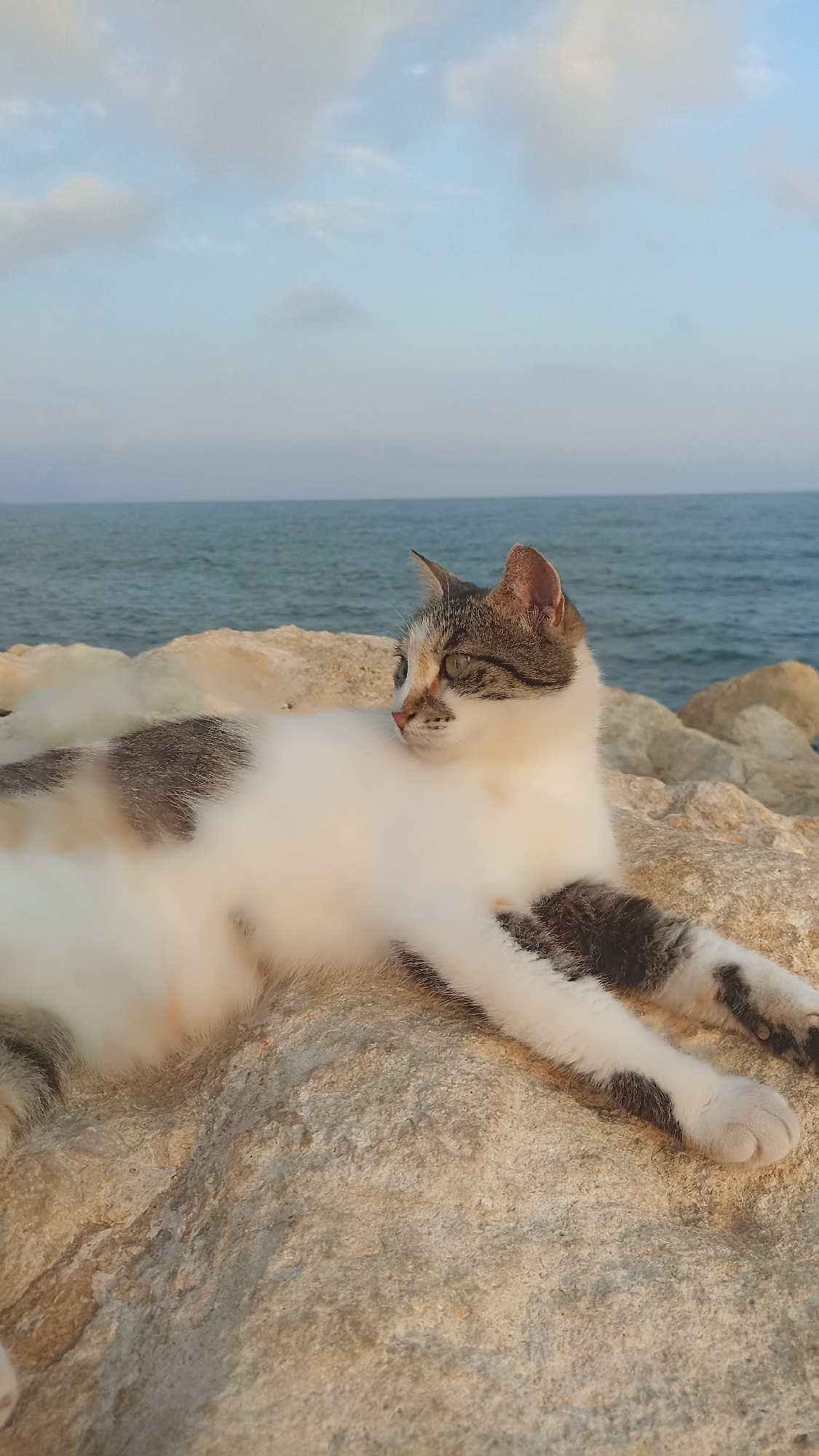 A calico cat is resting on a rocky shore with the ocean and sky in the background. The cat is mostly white with patches of gray and tan. It is lying on its side, with its paws extended. The cat's head is turned to the side, and it appears to be looking out at the water. The rocks are light brown and textured. The ocean is a deep blue, and the sky is a pale blue with some white clouds. The sun appears to be setting, casting a warm glow on the scene. The overall mood is peaceful and serene. The location is Yenişehir, Turkey.