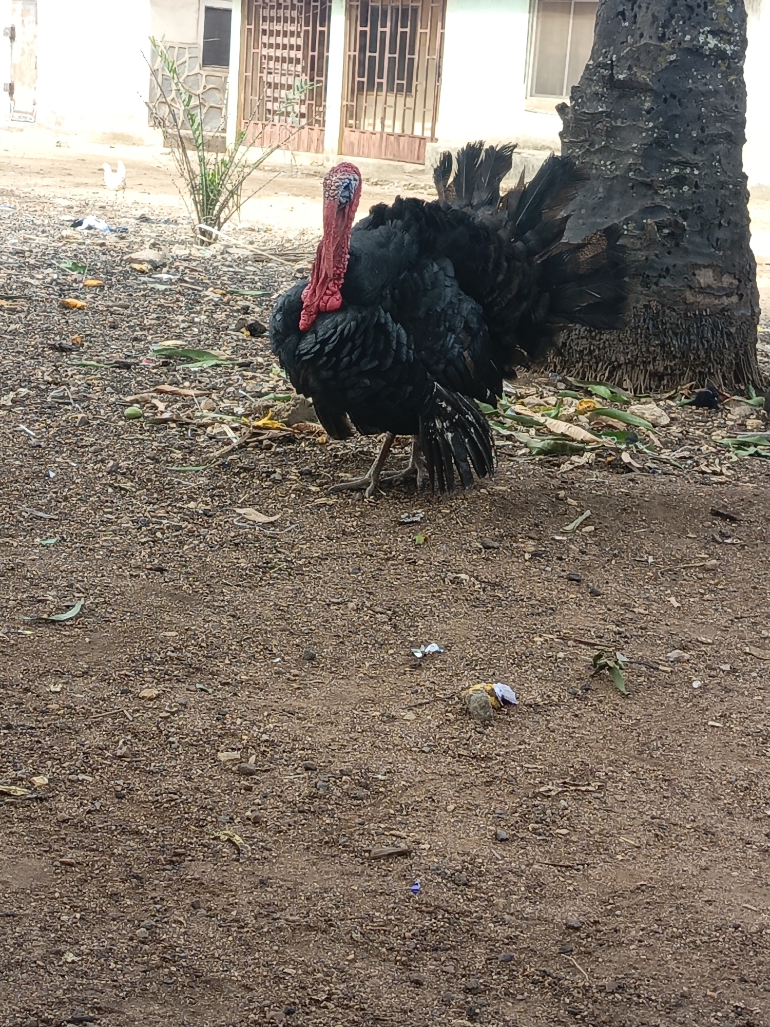 A black turkey stands prominently in a dirt-covered area littered with debris, potentially food scraps and vegetation. The turkey has a red wattle and a large, dark, fanned tail. Behind the turkey is a large, textured tree trunk. In the background, a building with a light-colored facade and a window and metal gate is visible. The setting is possibly a yard or roadside in the city of Akwanga, Nigeria. Another white bird can be seen off in the distance to the left behind the bush.
