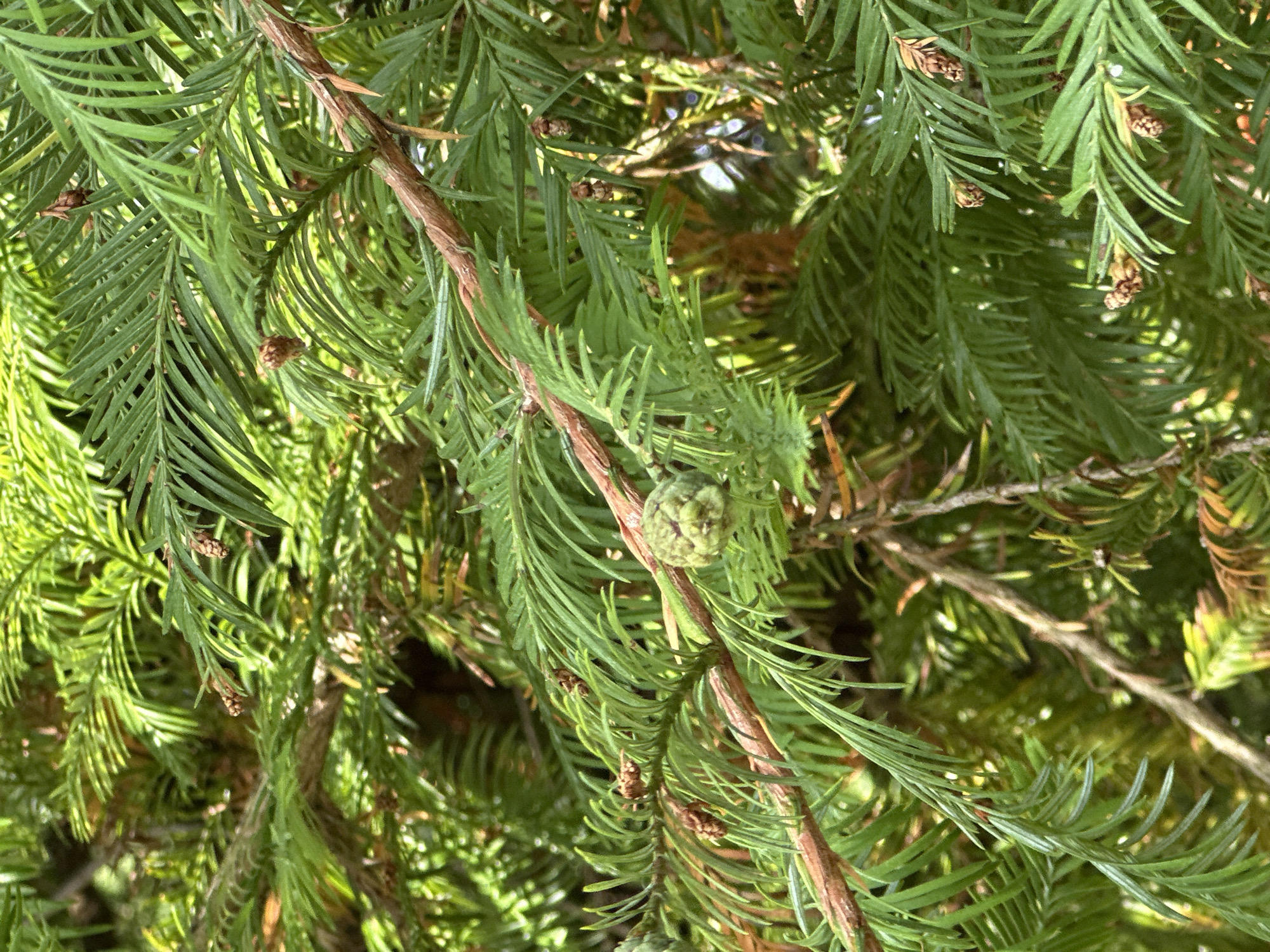 This is a close-up, outdoor photograph of lush green coniferous branches, likely a tree from the Taxodiaceae family, such as a redwood or bald cypress, given the scale-like needles and small cones visible. The branches are dense, creating a layered effect with sunlight filtering through, illuminating some areas and leaving others in shadow. One prominent feature is a small, round, green cone with visible scales, centrally located on a branch. Several smaller, brown, elongated cones are also scattered among the needles. The bark of the main branch visible in the foreground is rough and reddish-brown. The overall impression is of a healthy, vibrant evergreen plant in a natural setting. This image was taken in the city of Sochi, Russia, likely in a park or garden area where such trees are cultivated. There are no people or animals visible in the image.