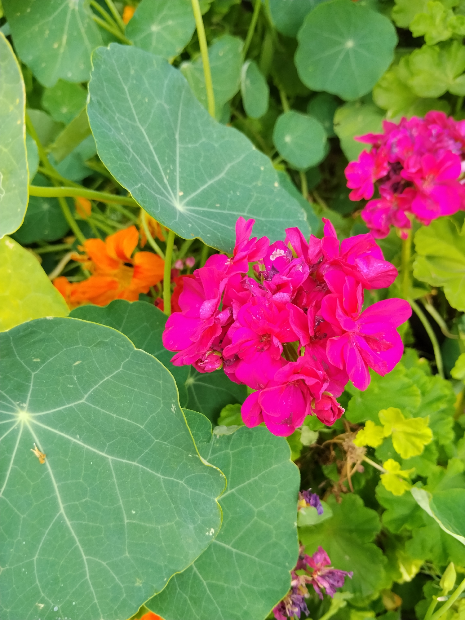 The image shows a close-up of blooming flowers and large green leaves in an outdoor setting. In the foreground, a cluster of vibrant pink geranium flowers is prominent. To the left and bottom, large, round green leaves with distinct vein patterns, characteristic of nasturtiums, are visible. In the background, hints of orange nasturtium flowers and other green foliage create a layered effect. The lighting suggests it is daytime, with soft shadows. The scene appears to be a garden or a park. There are no people or specific landmarks to indicate a location within Kokshetau, Kazakhstan.