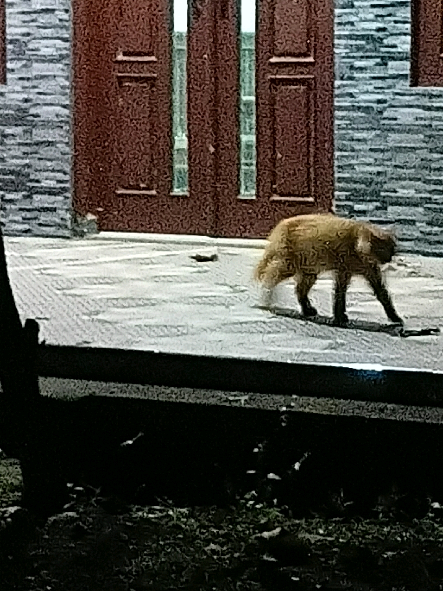 A tawny dog with medium-length fur walks across a grey, textured tiled surface in front of a dark reddish-brown door with vertical glass panels. The dog's body is angled slightly to the right, and it appears to be mid-stride. To the left of the door is a wall constructed of grey, rectangular stones. In the foreground, a dark, shadowed area suggests a railing or ledge. The background is dimly lit. The scene is likely a residential entrance.