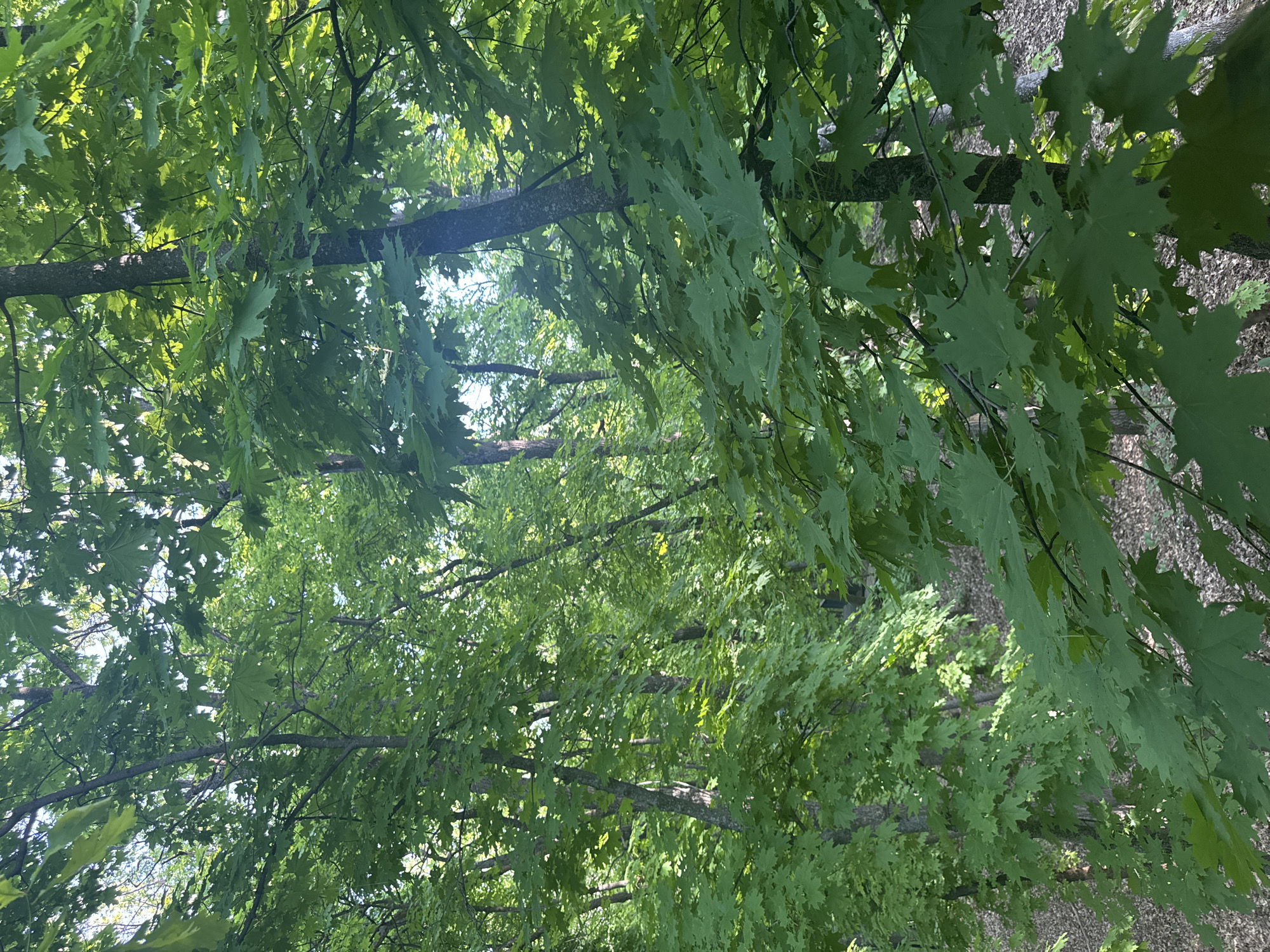 The image shows a view looking up through the canopy of trees. The leaves are predominantly green with dappled sunlight filtering through. The tree branches are visible, reaching across the frame. The ground is visible in the upper right portion of the image, covered in leaf litter. The location is not ascertainable to be Усть-Курдюм, Russia based on visual information.