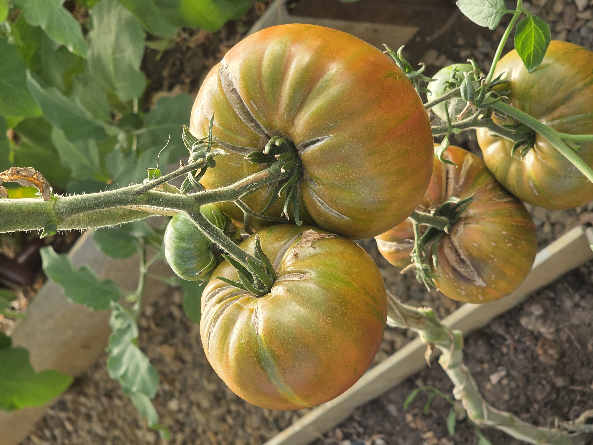 A close-up, eye-level shot captures several tomatoes on a vine. The tomatoes are a mix of green and orange, with some showing signs of ripening and subtle striping. The vine is green and fuzzy, with a few small leaves visible. In the background, out-of-focus green leaves and brown soil are visible, suggesting an outdoor garden setting, possibly within the city limits of Речицы, Russia. No people are present in the image.