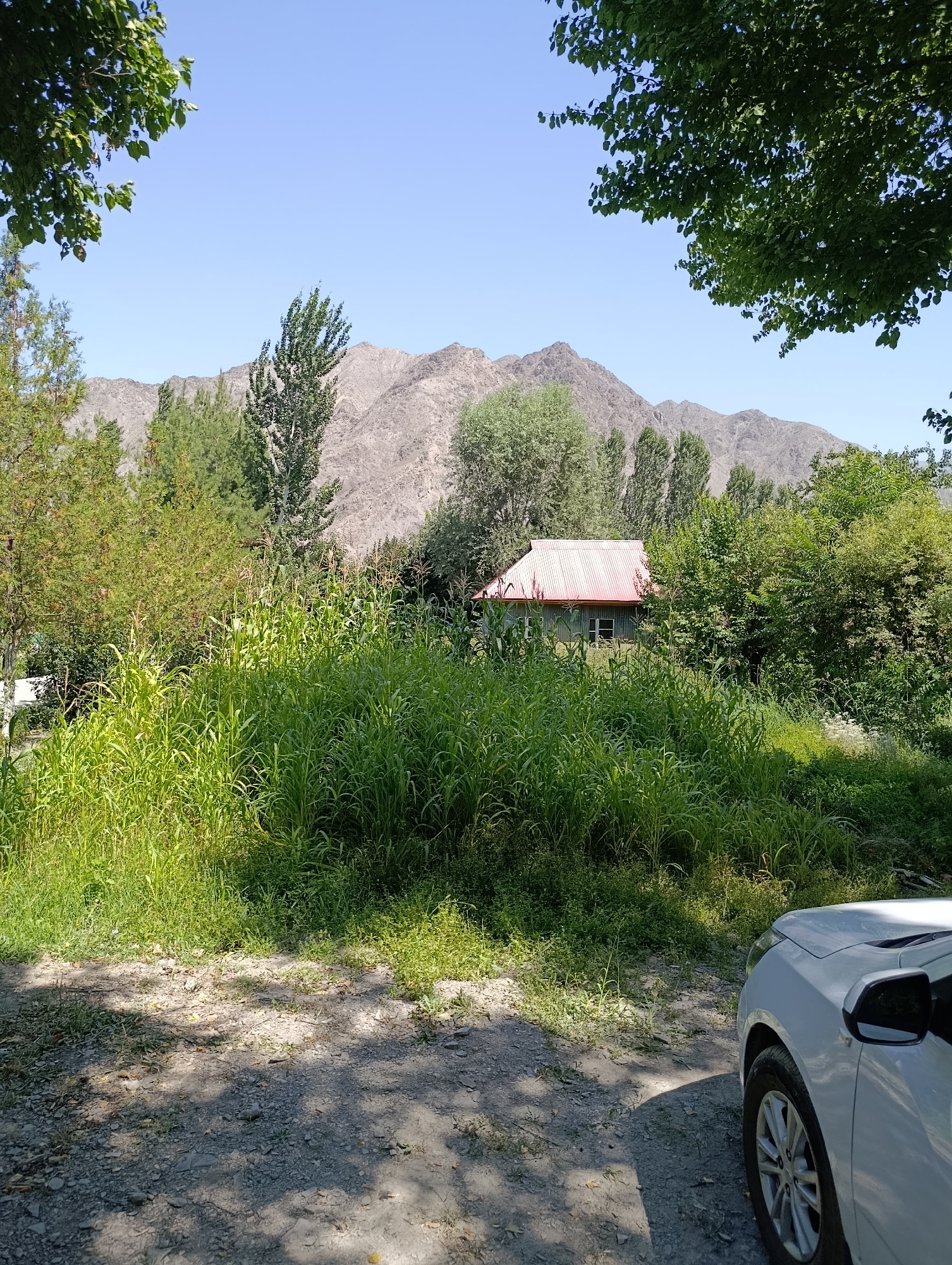 The image shows a rural landscape with a small house, lush vegetation, and mountains in the background. The house has a red metal roof and light-colored walls. It is surrounded by tall green plants, possibly corn, and other trees and bushes. The ground in the foreground is a dirt and gravel path with shadows cast by trees. A white car is partially visible on the right side of the image, with its front fender and wheel in view. The sky is clear and blue. The scene appears to be set in a sunny, warm environment. It is not possible to determine the exact location within Devayron, Uzbekistan from the image alone, but the scenery suggests a mountainous or hilly region with agricultural activity. There are no people or animals visible in the image.