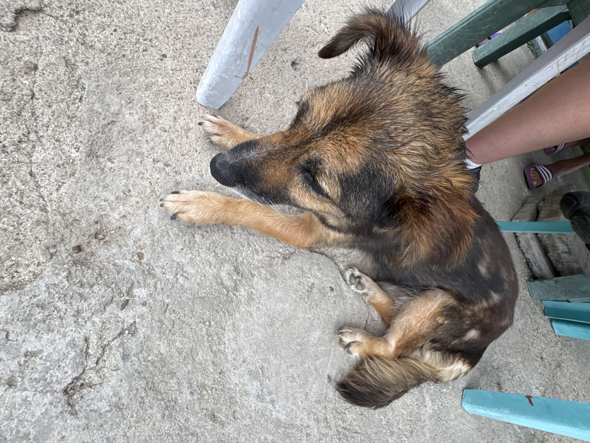 A medium-sized, short-haired dog with brown and black fur lies on a concrete surface. The dog is positioned facing right, with its head lowered and eyes closed. Its paws are tucked underneath its body. In the background, out of focus, a person's legs are visible, wearing white socks and purple flip-flops. The environment appears to be outdoors, likely in a courtyard or public space, with parts of green and blue plastic chairs visible. The concrete surface shows some signs of wear and minor debris. The overall scene suggests a relaxed or resting moment for the dog in a casual outdoor setting.